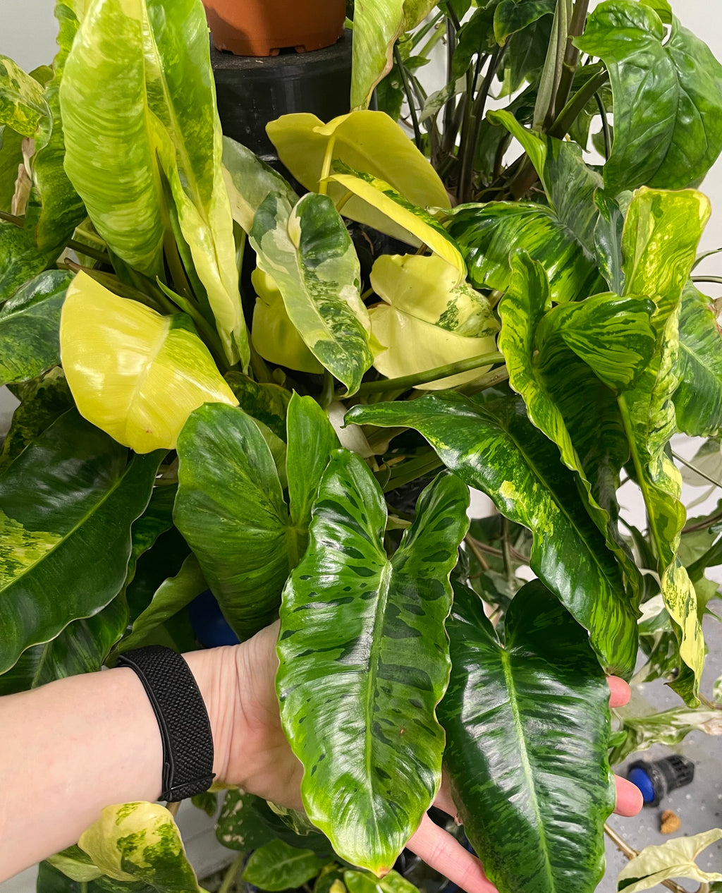 Philodendron Burle Marx Tiger Mint Rx
