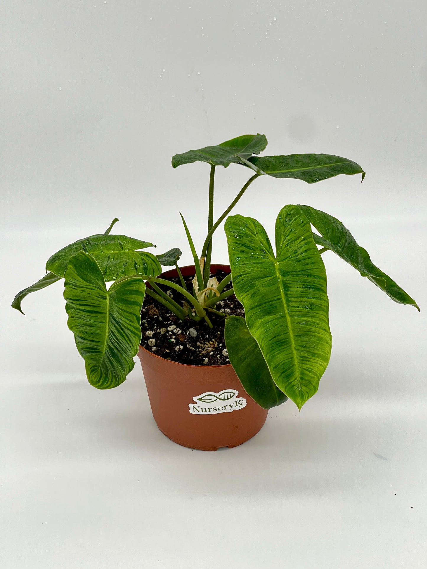 Philodendron Burle Marx Tiger Mint Rx