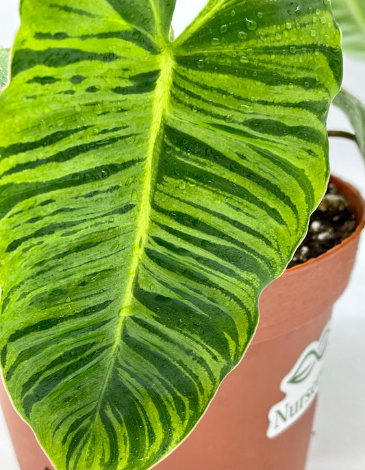 Philodendron Burle Marx Tiger Mint Rx
