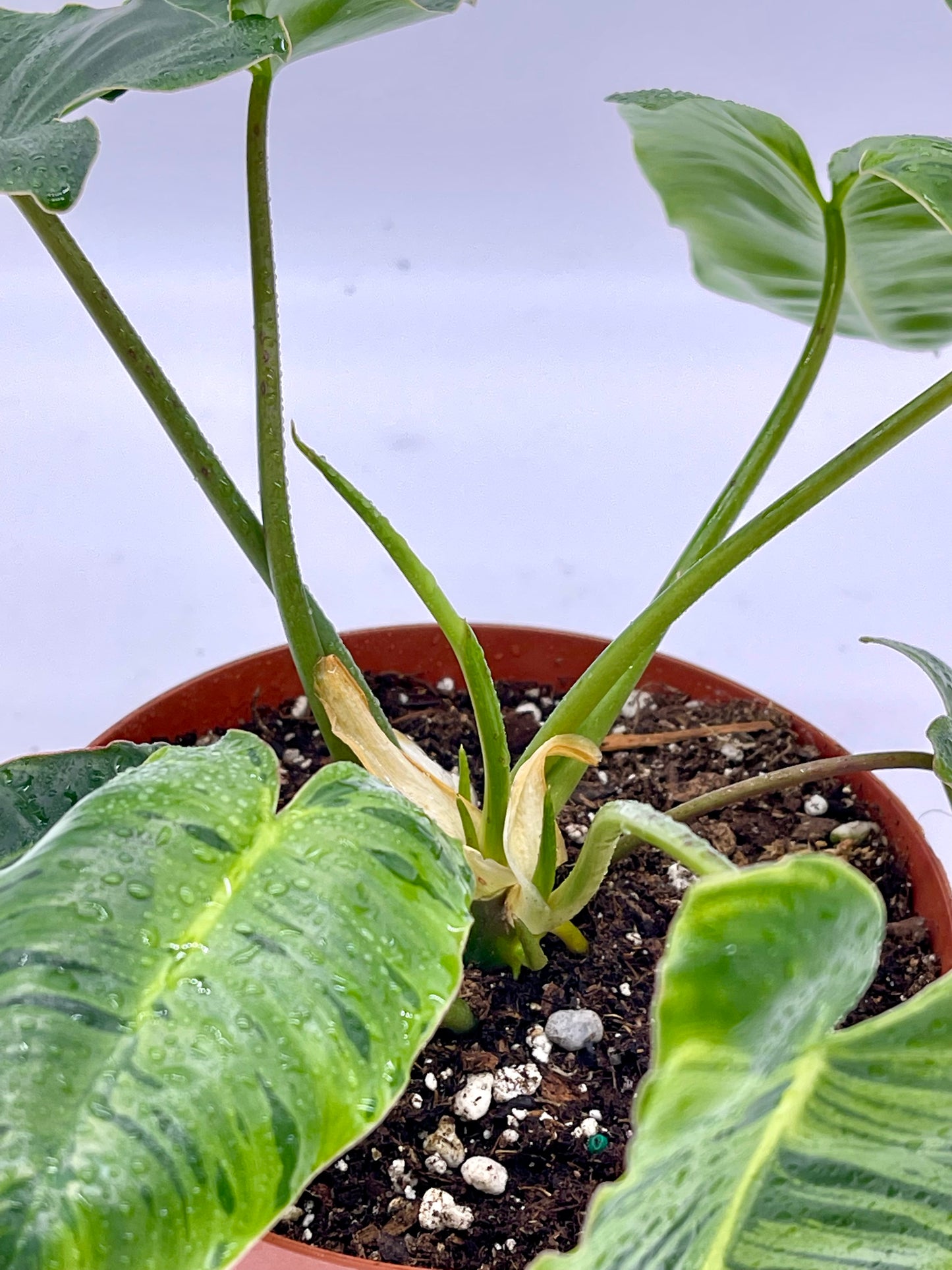 Philodendron Burle Marx Tiger Mint Rx