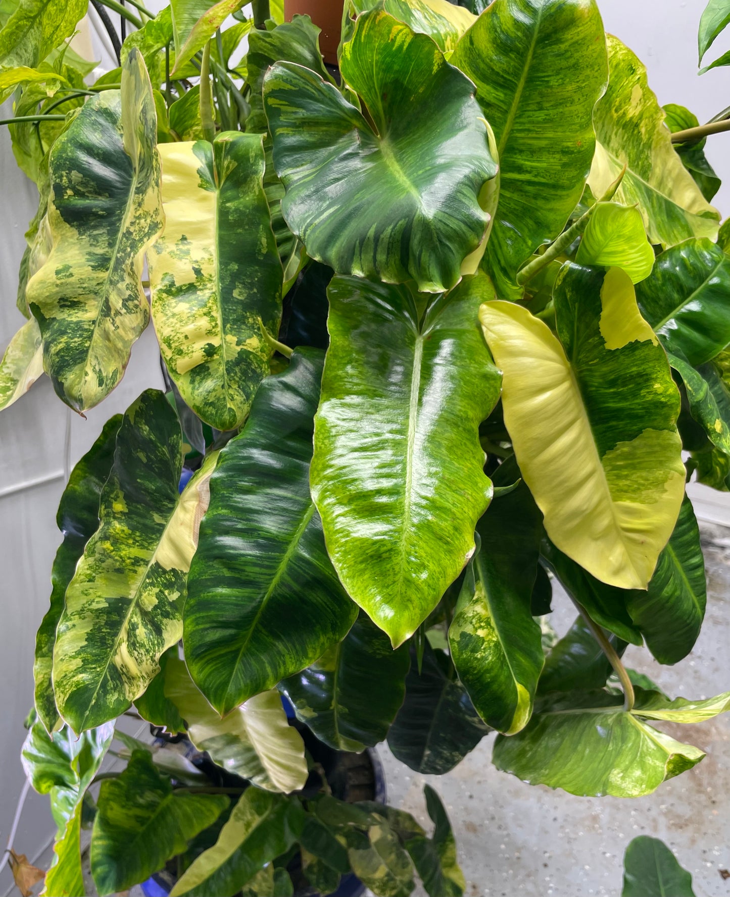 Philodendron Burle Marx Tiger Mint Rx