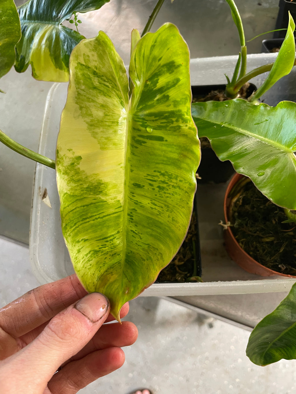 Philodendron Burle Marx Tiger Mint Rx