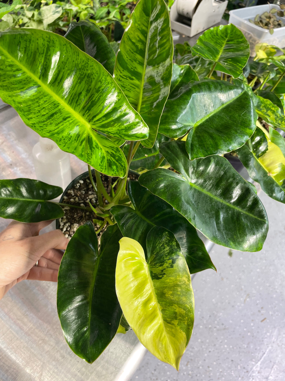 Philodendron Burle Marx Tiger Mint Rx