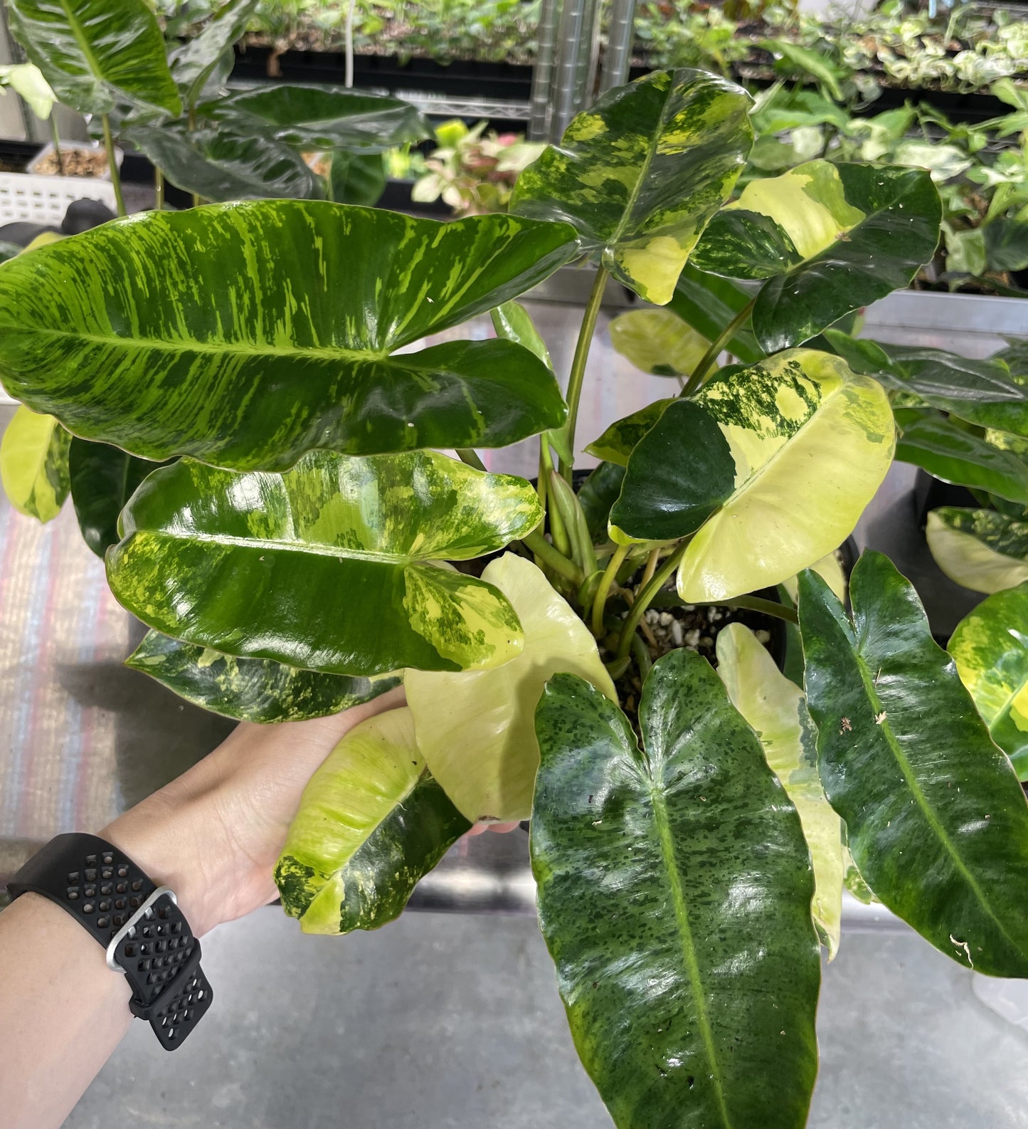 Philodendron Burle Marx Tiger Mint Rx