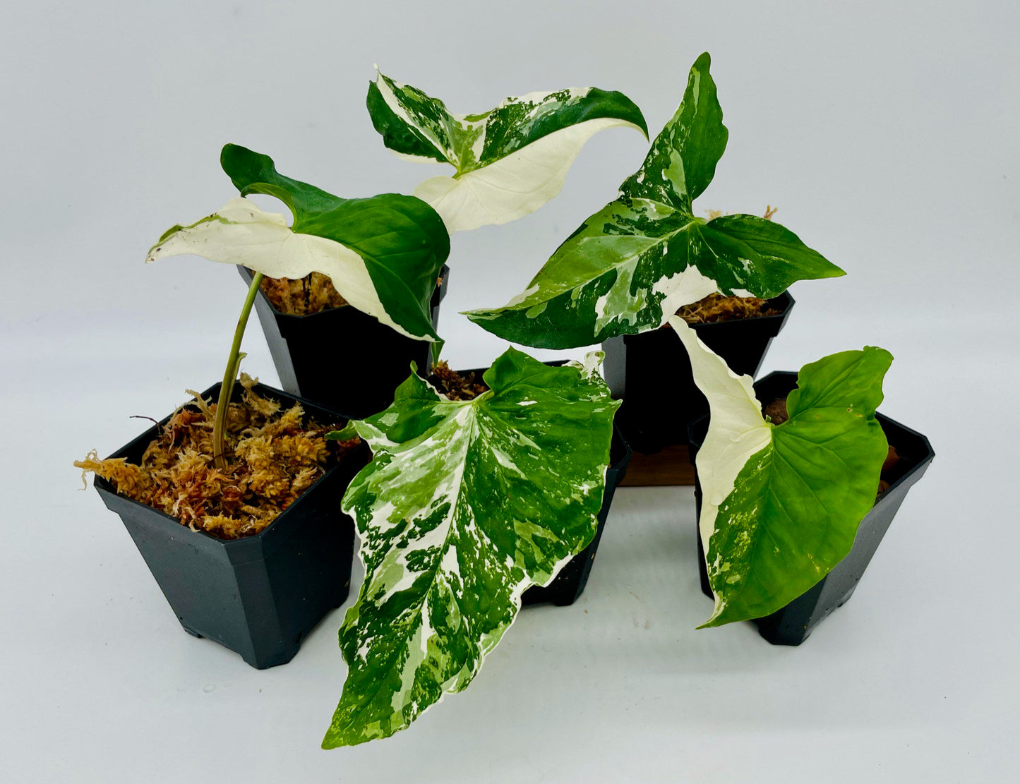 Syngonium Trio Bundle