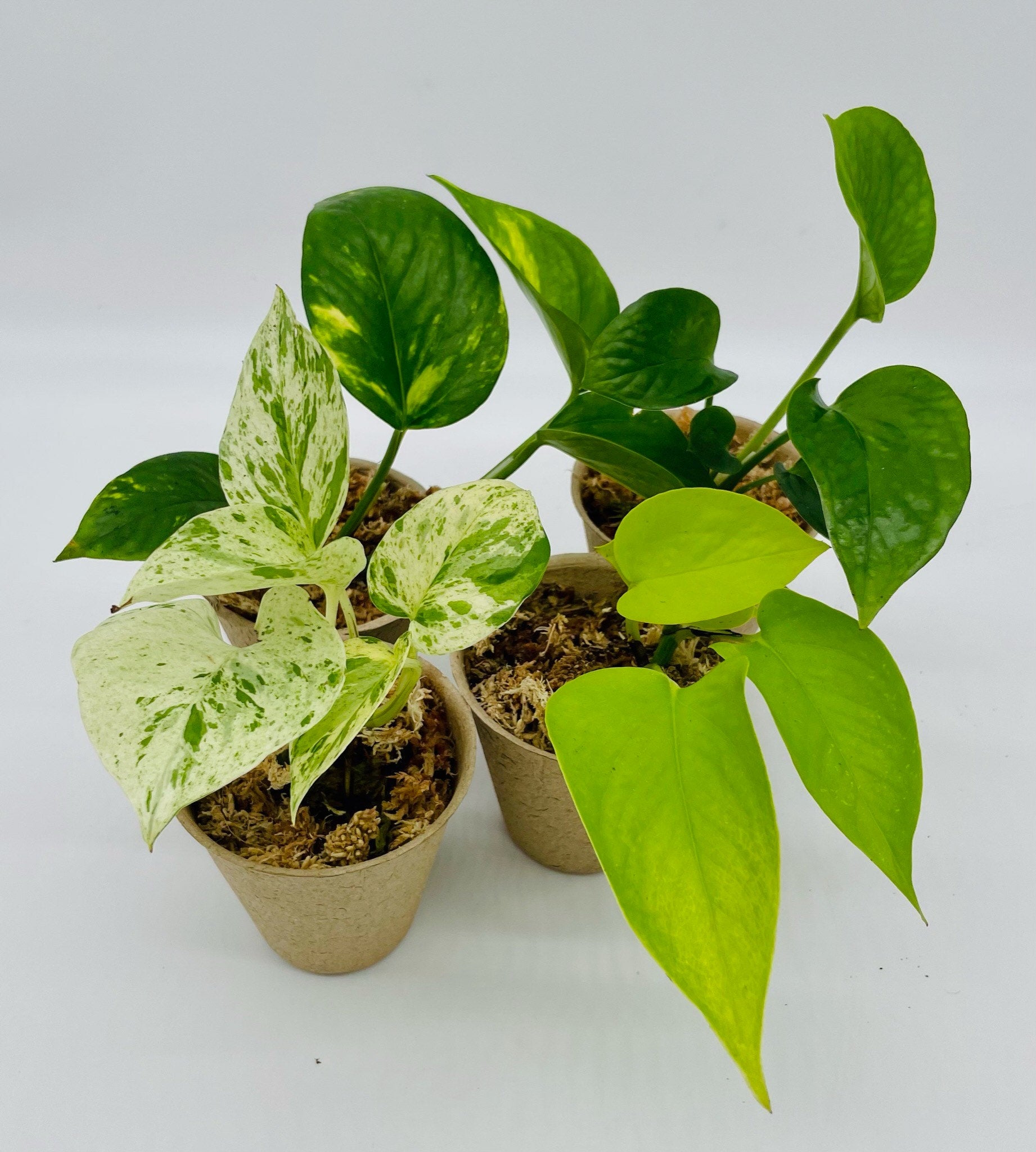 full pothos Pothos Bundle