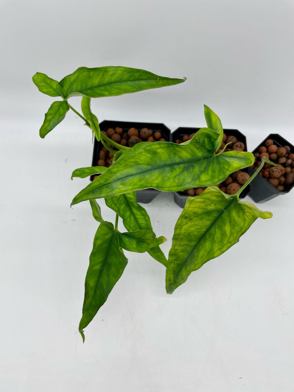 Syngonium Lance Leaf