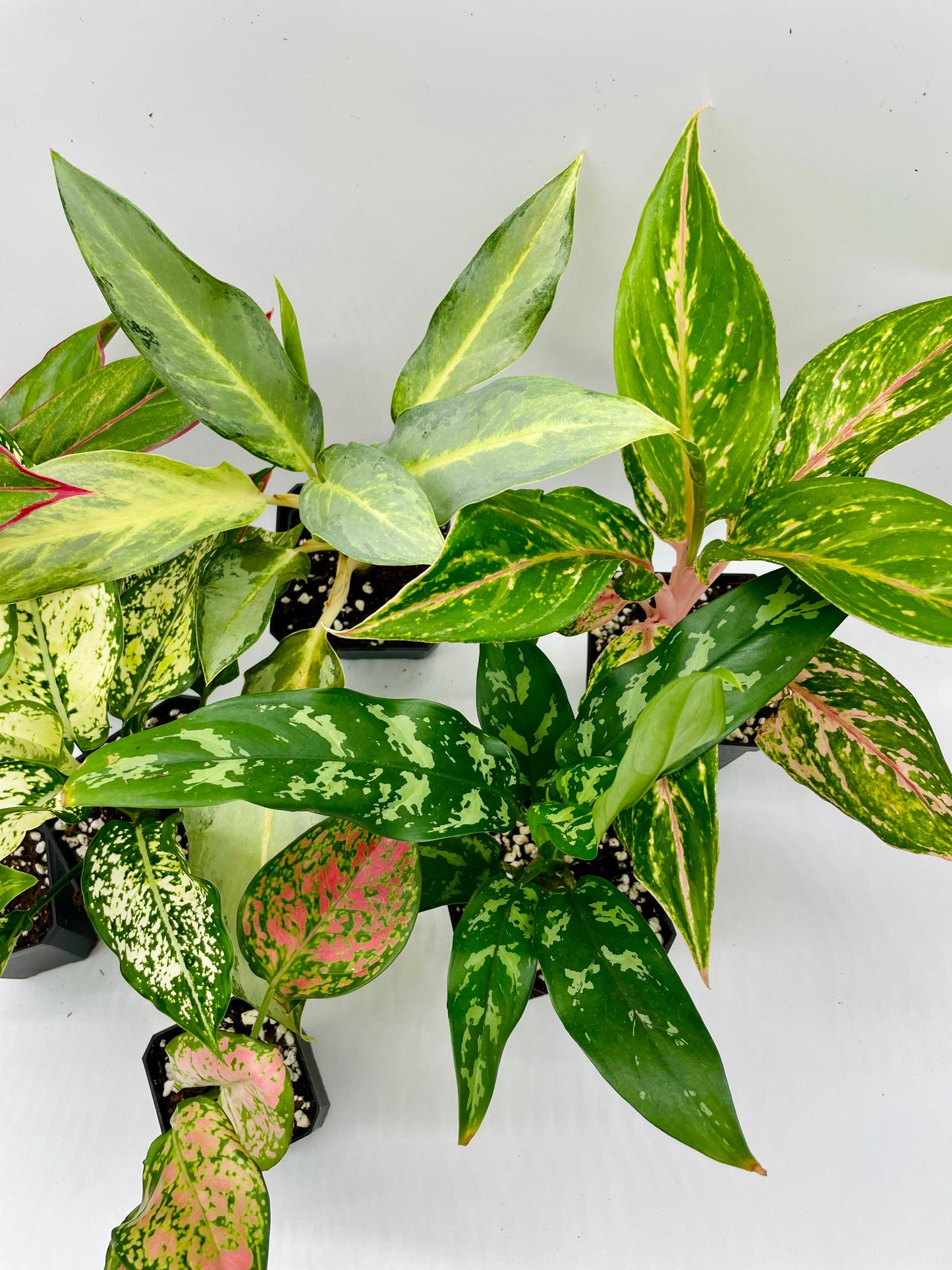 Aglaonema Bundle