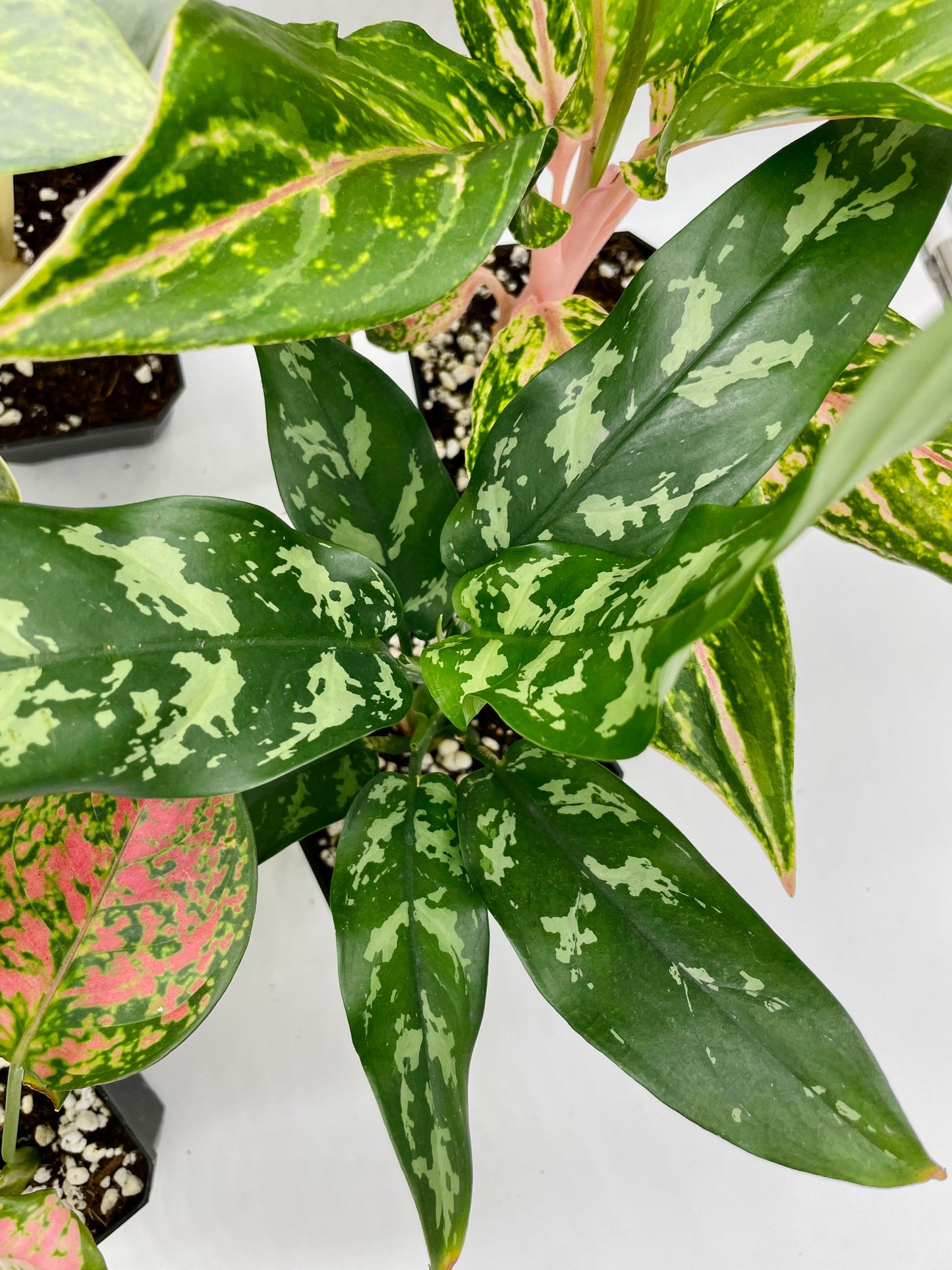 Aglaonema Bundle