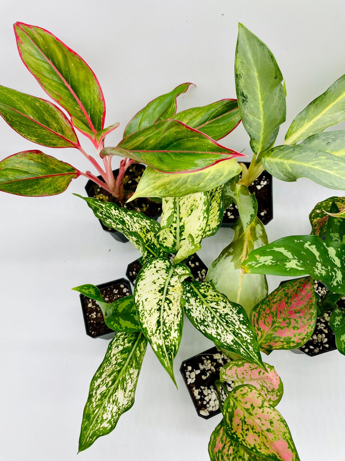 Aglaonema Bundle