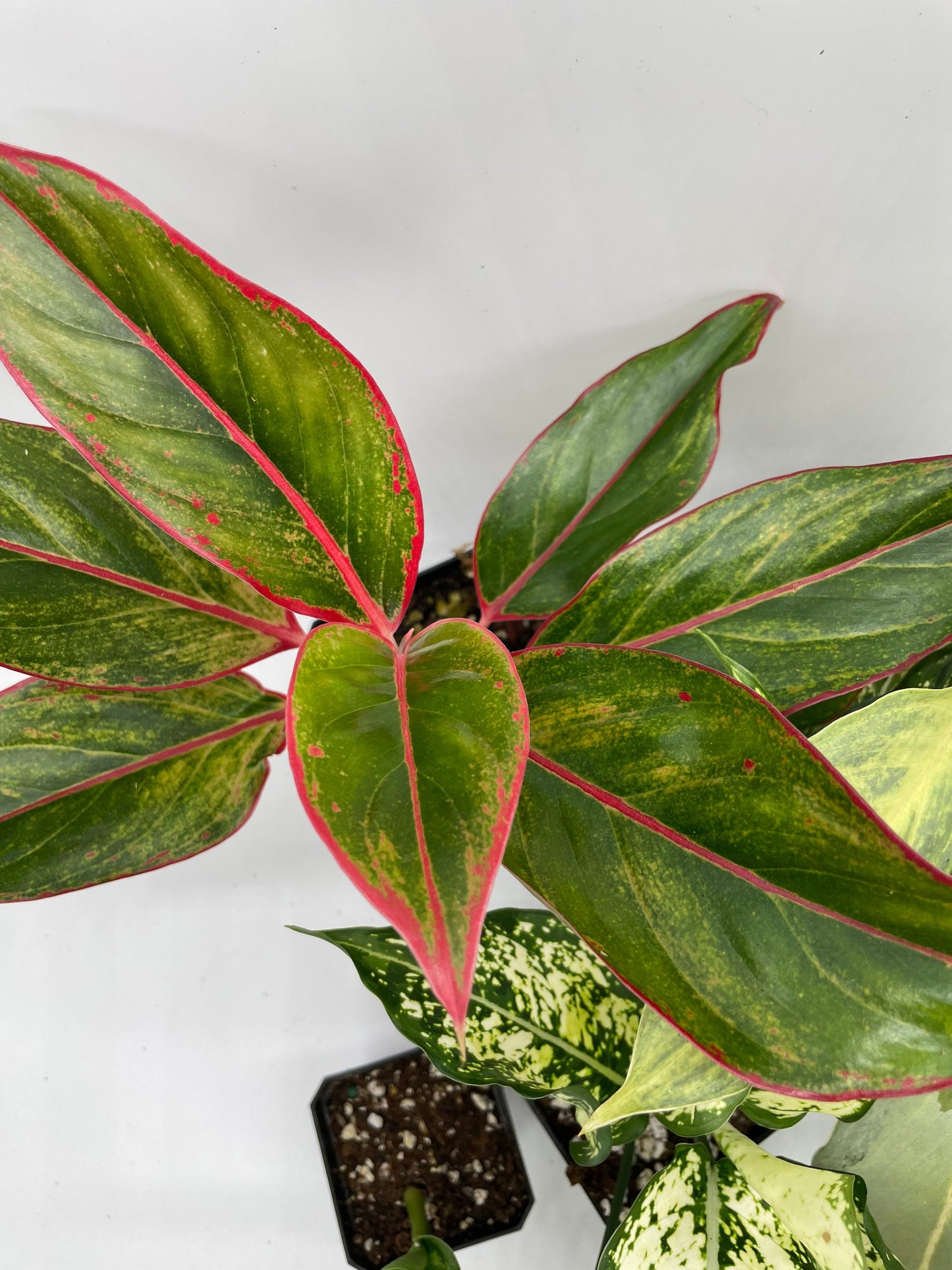 Aglaonema Bundle