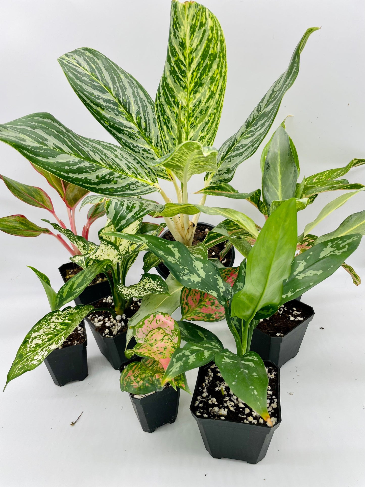 Aglaonema Bundle