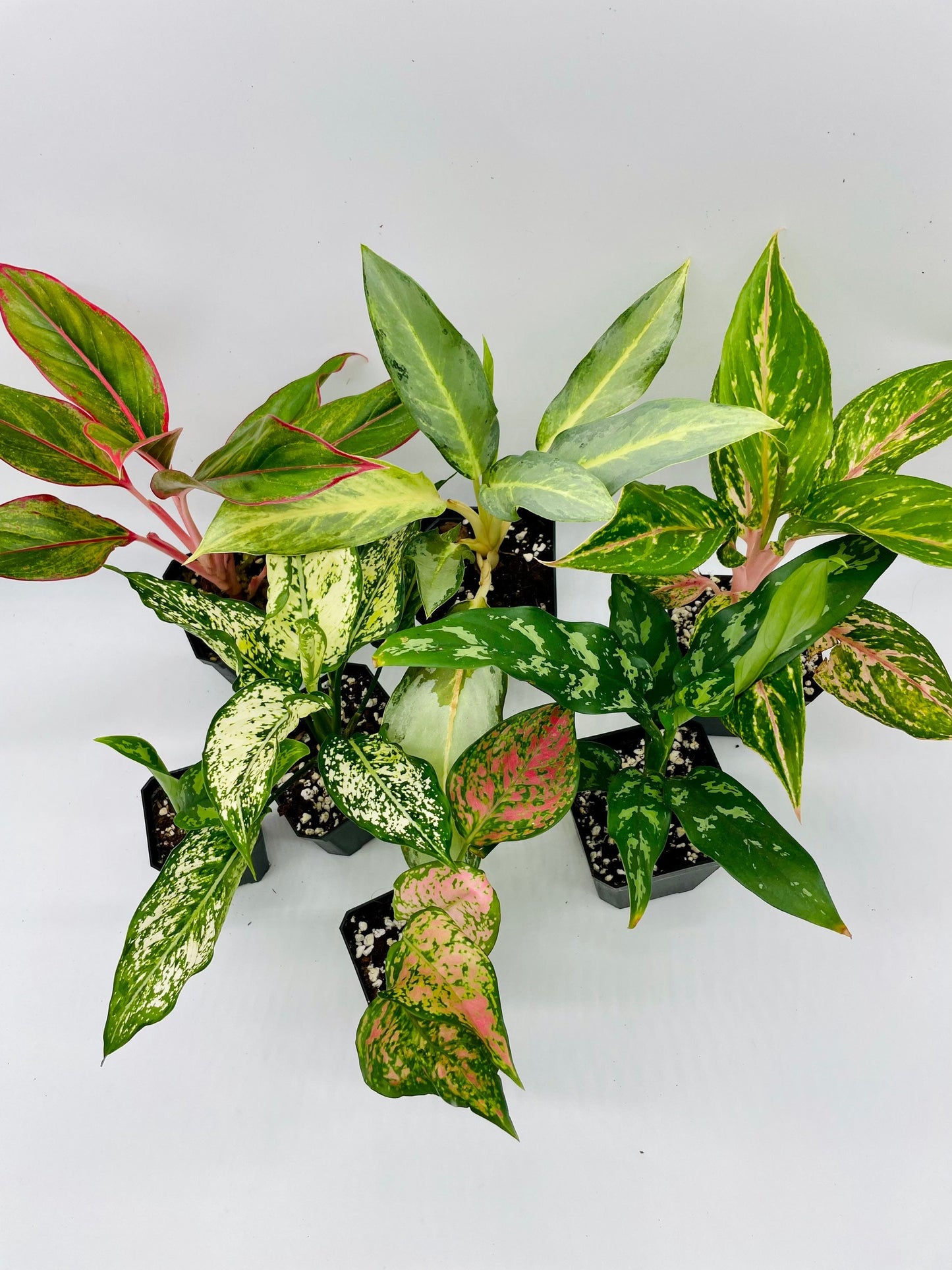 Aglaonema Bundle