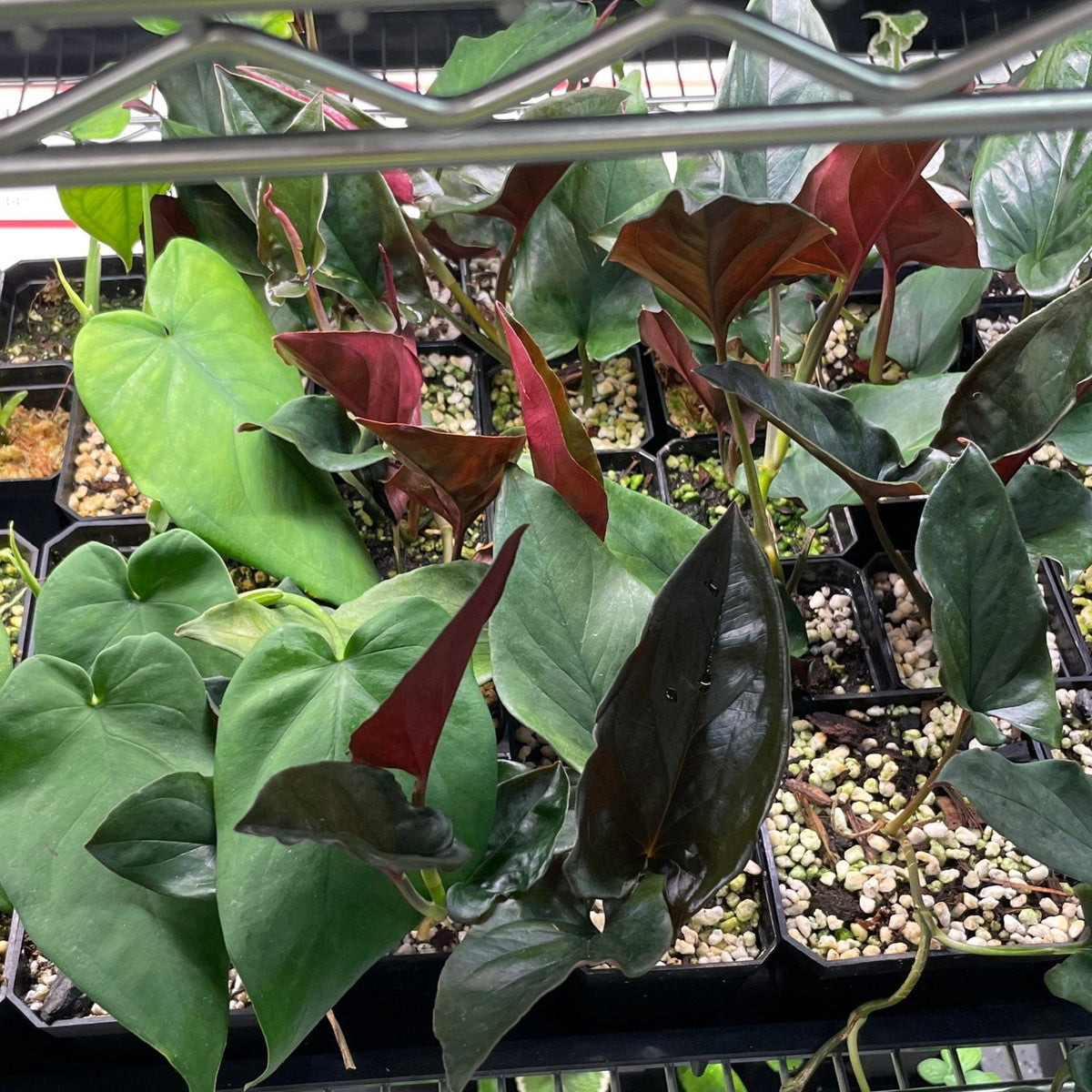 Rare Syngonium Bundle