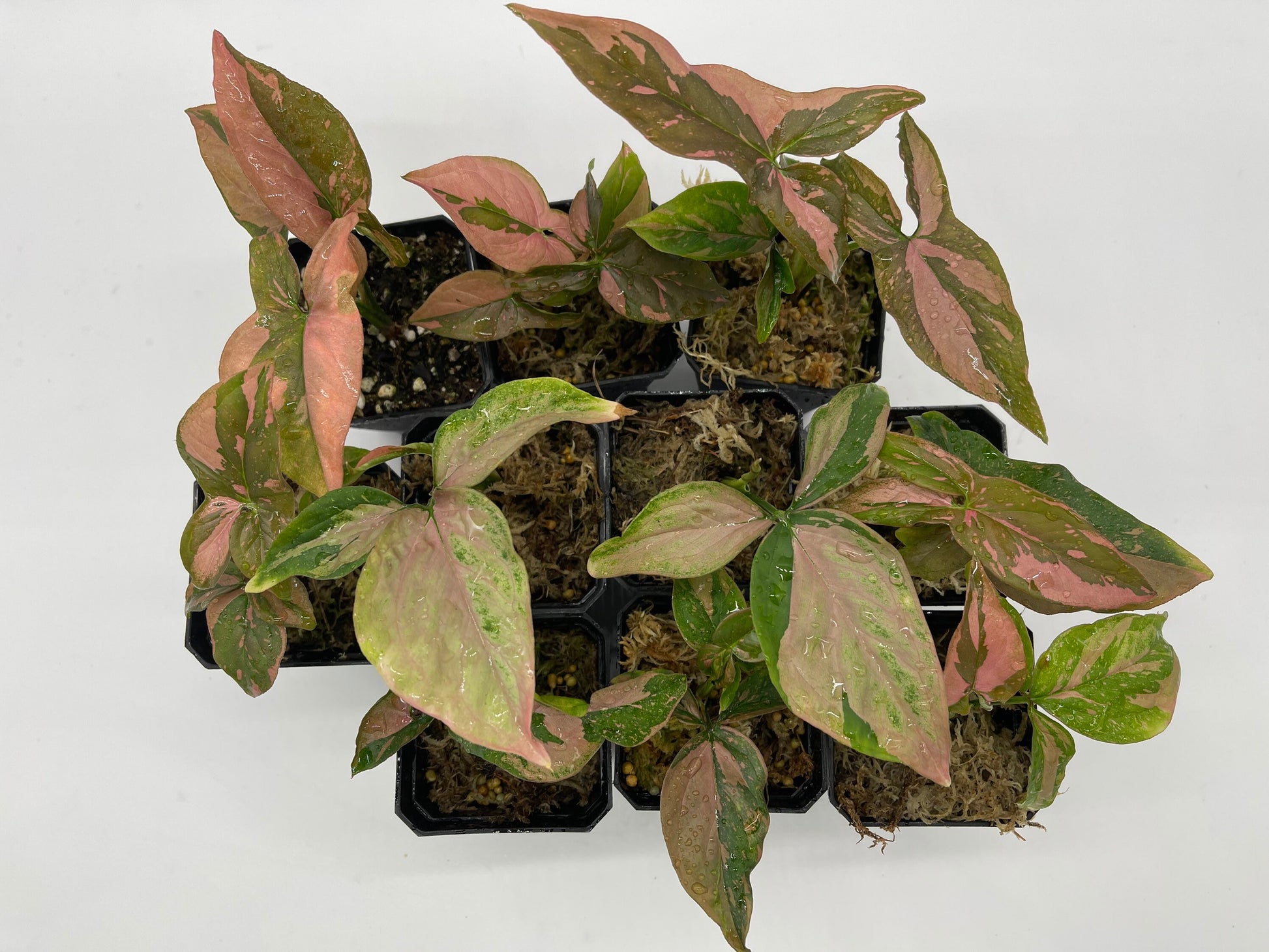 pink splash philodendron Syngonium Pink Splash – NurseryRx