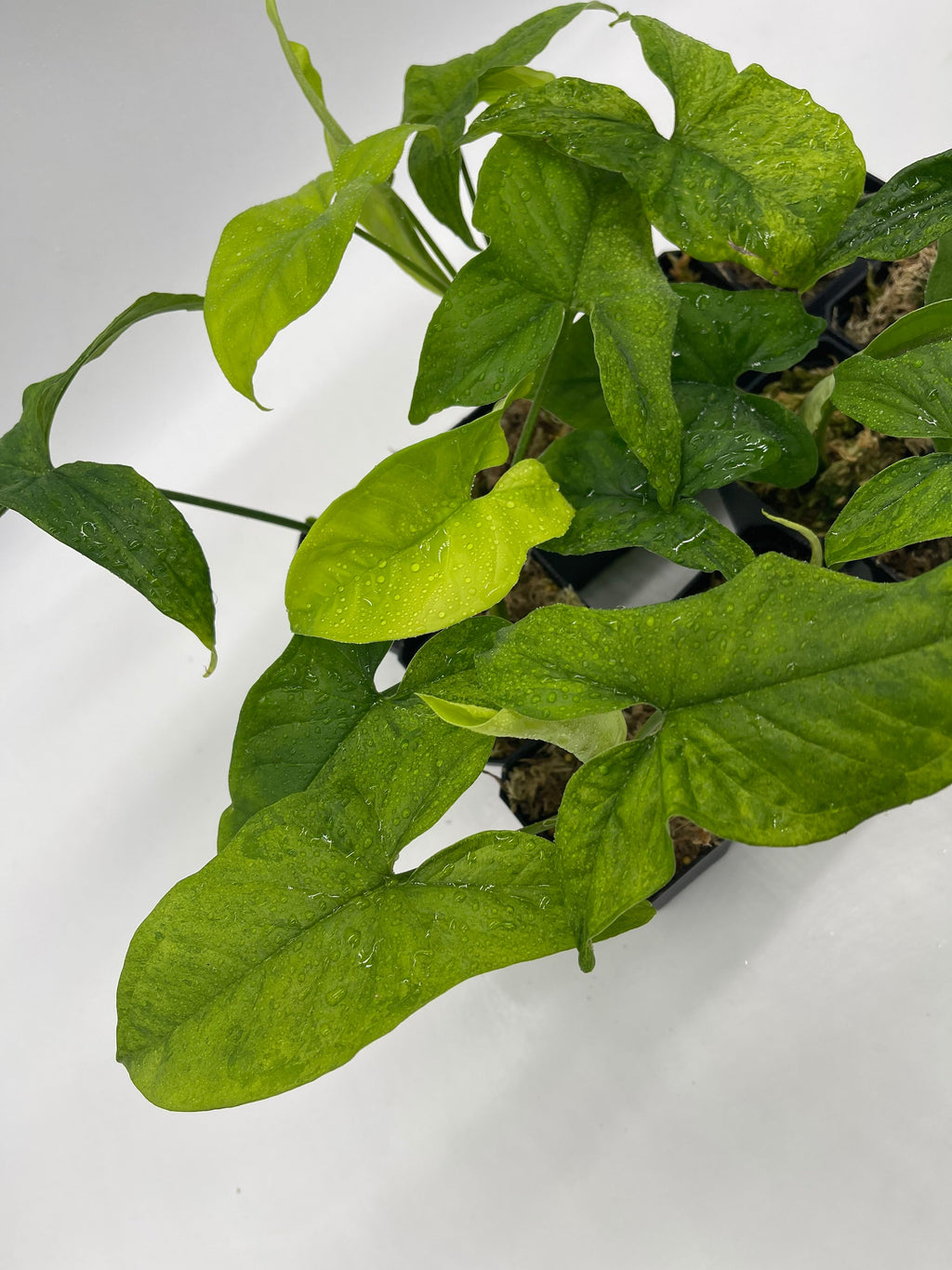 Syngonium Mottled Mojito