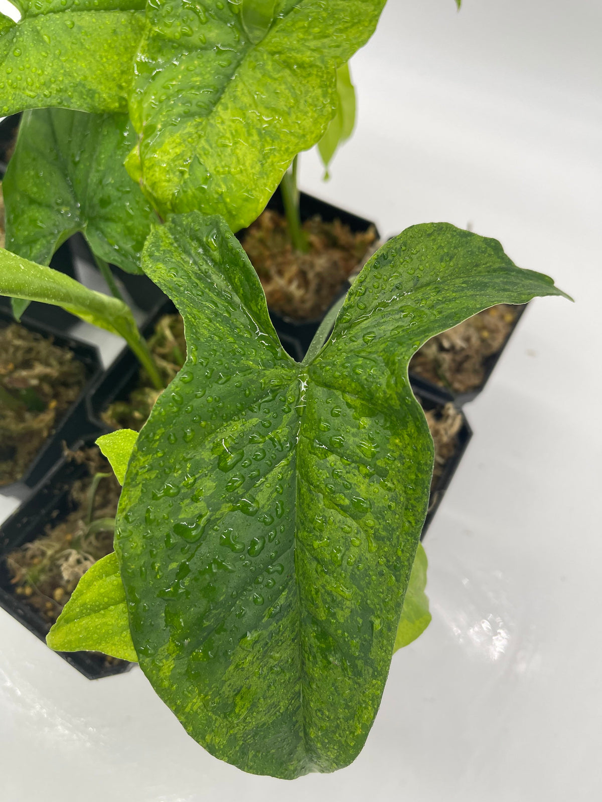Syngonium Mottled Mojito