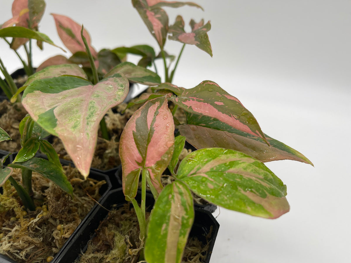 Syngonium Pink Splash