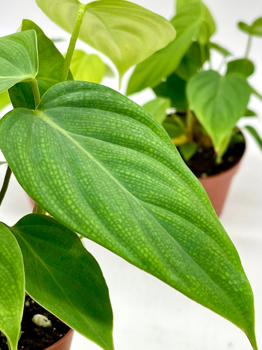 Philodendron Fuzzy Petiole