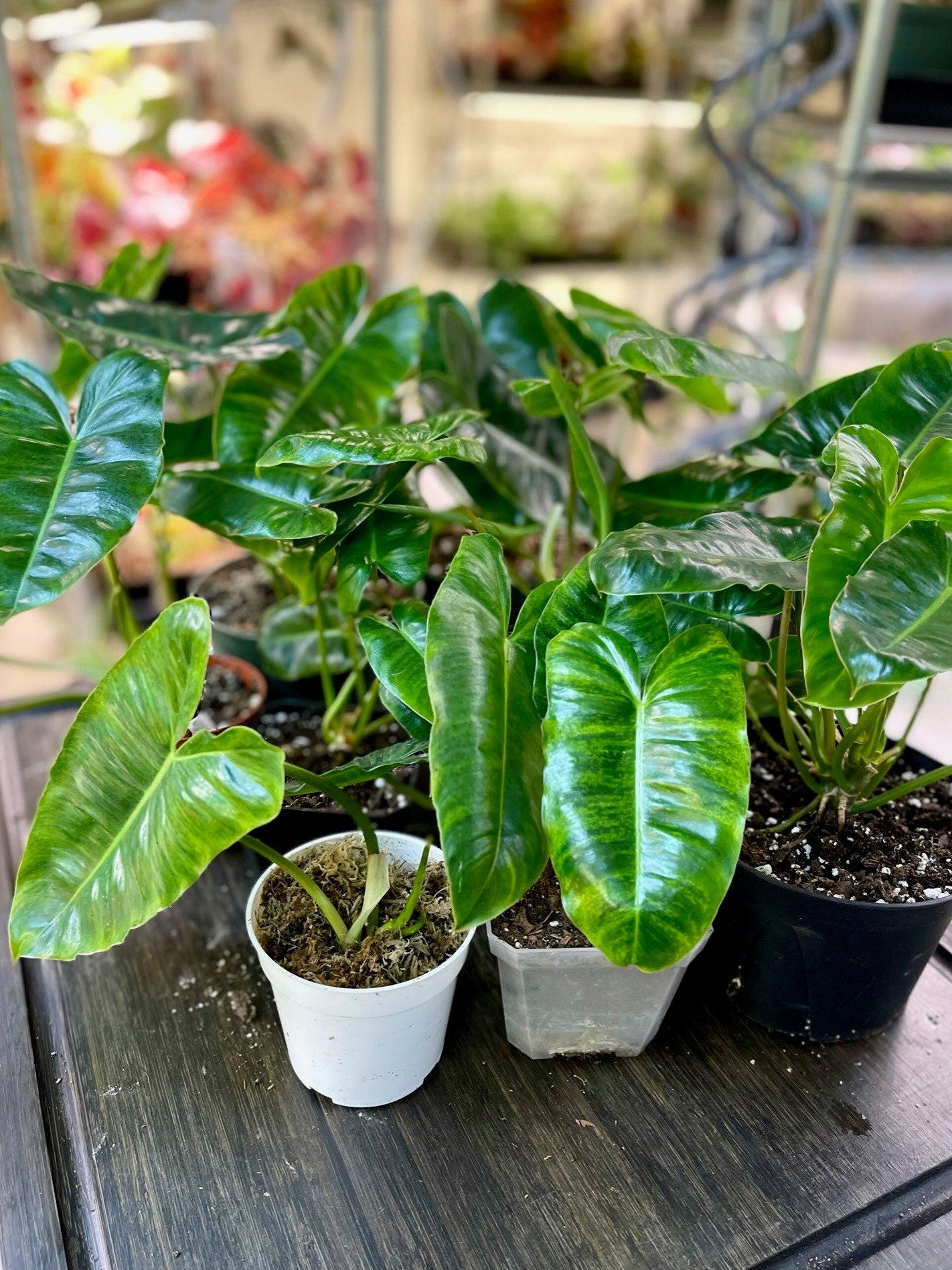 Philodendron Burle Marx Variegata - Low Variegation