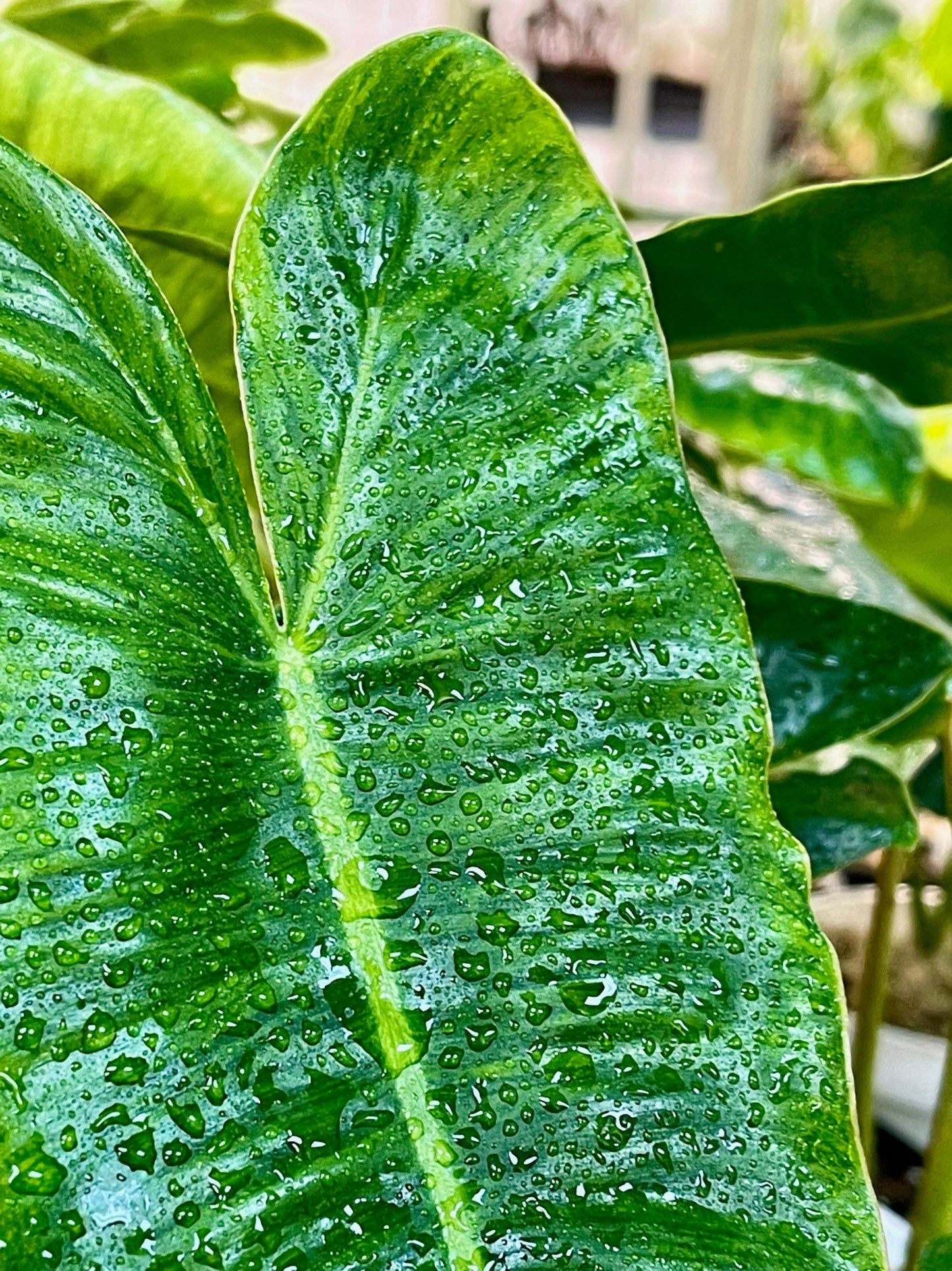 Philodendron Burle Marx Variegata - Low Variegation