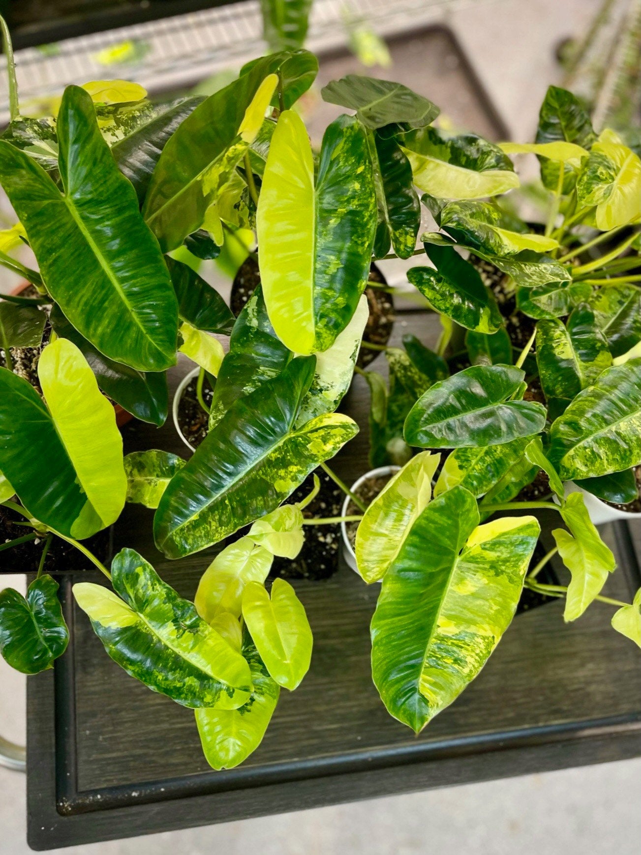 philodendron burle marx mature Philodendron Burle Marx Variegata