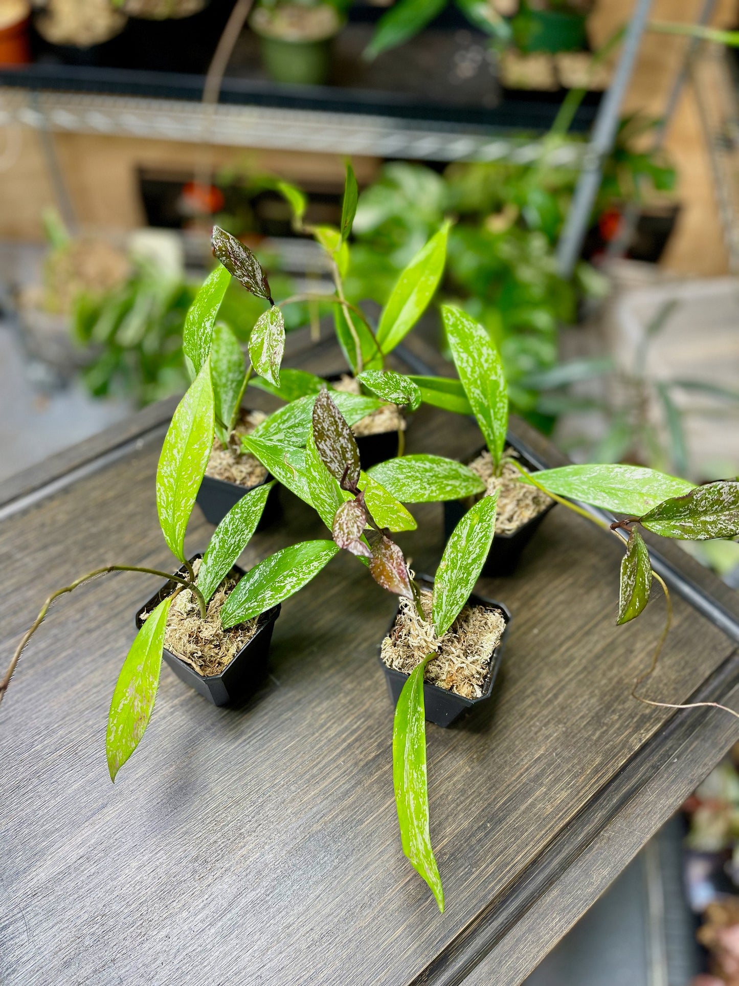 Hoya Pubicalyx Splash