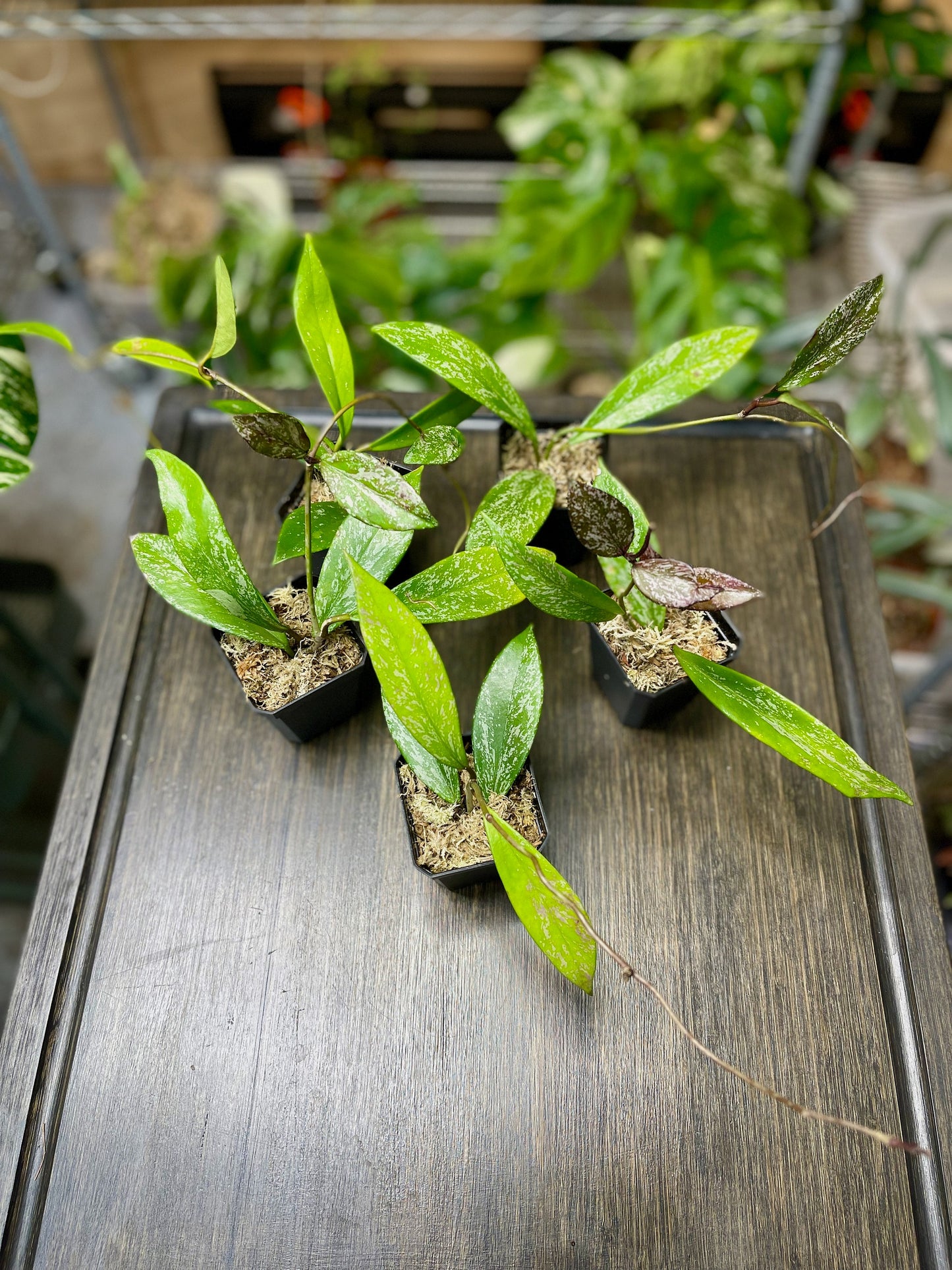 Hoya Pubicalyx Splash