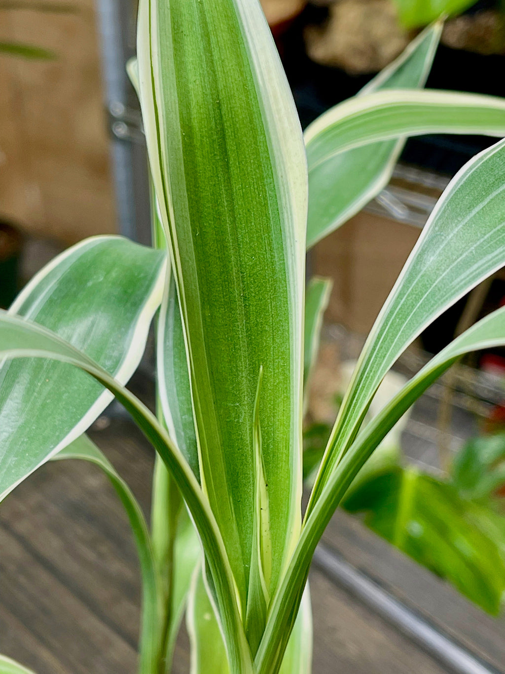 Dracaena Sanderiana Lucky Bamboo