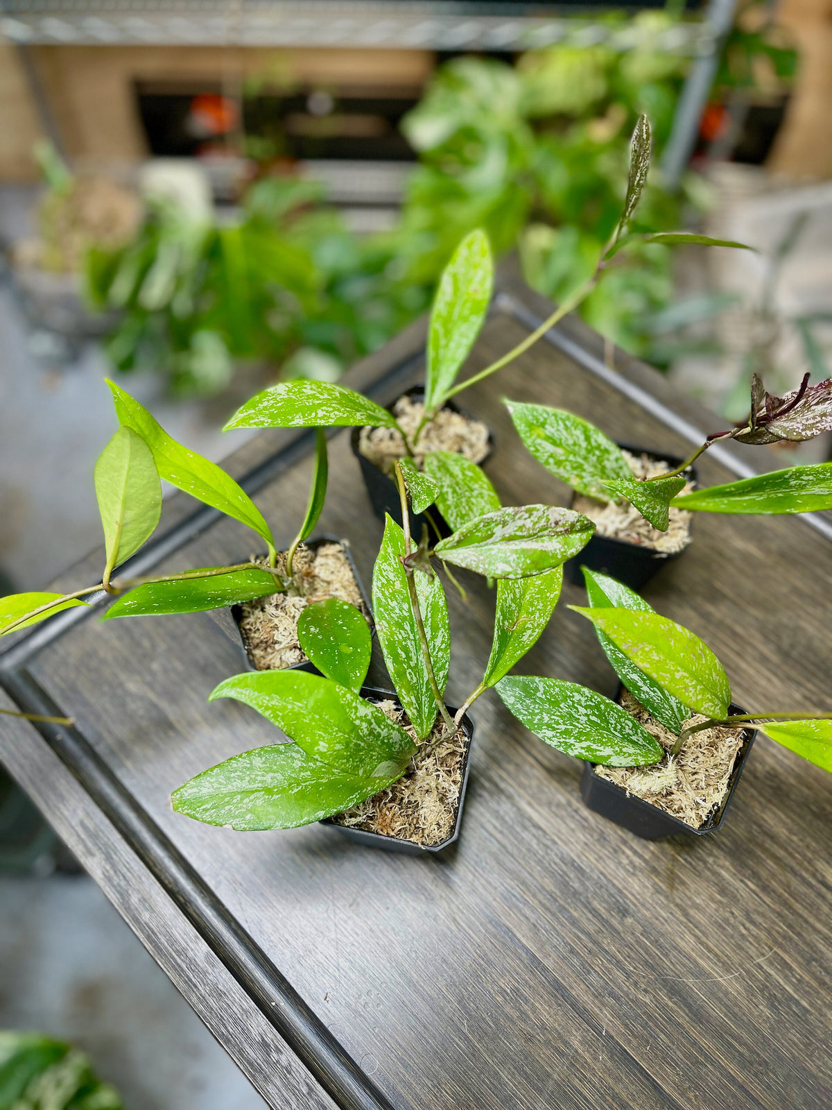 Hoya Pubicalyx Splash