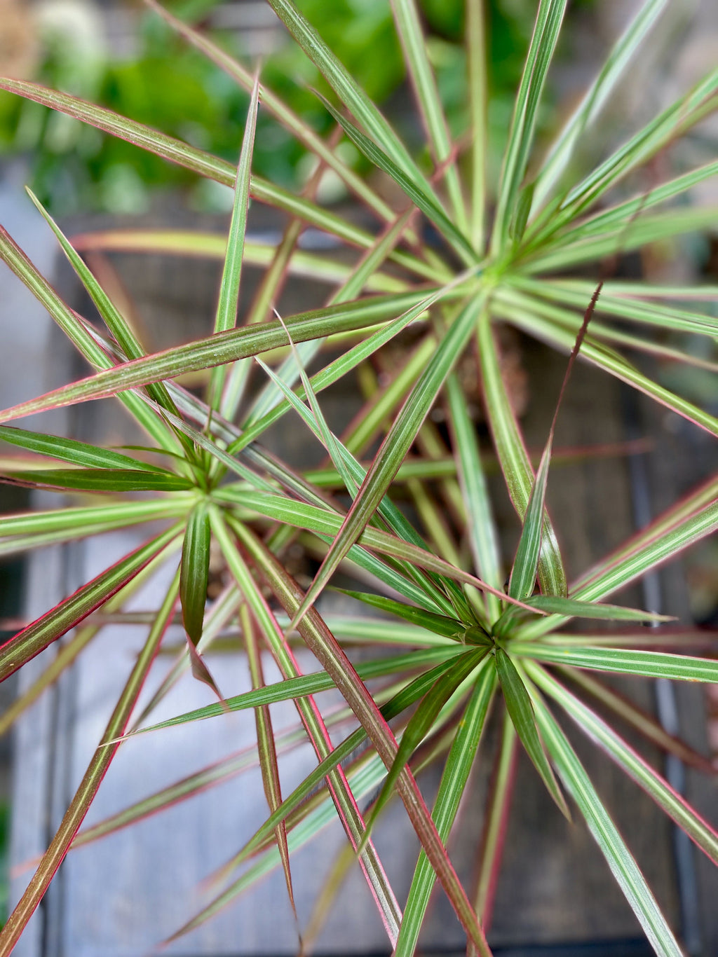 Dracaena Marginata Tricolor