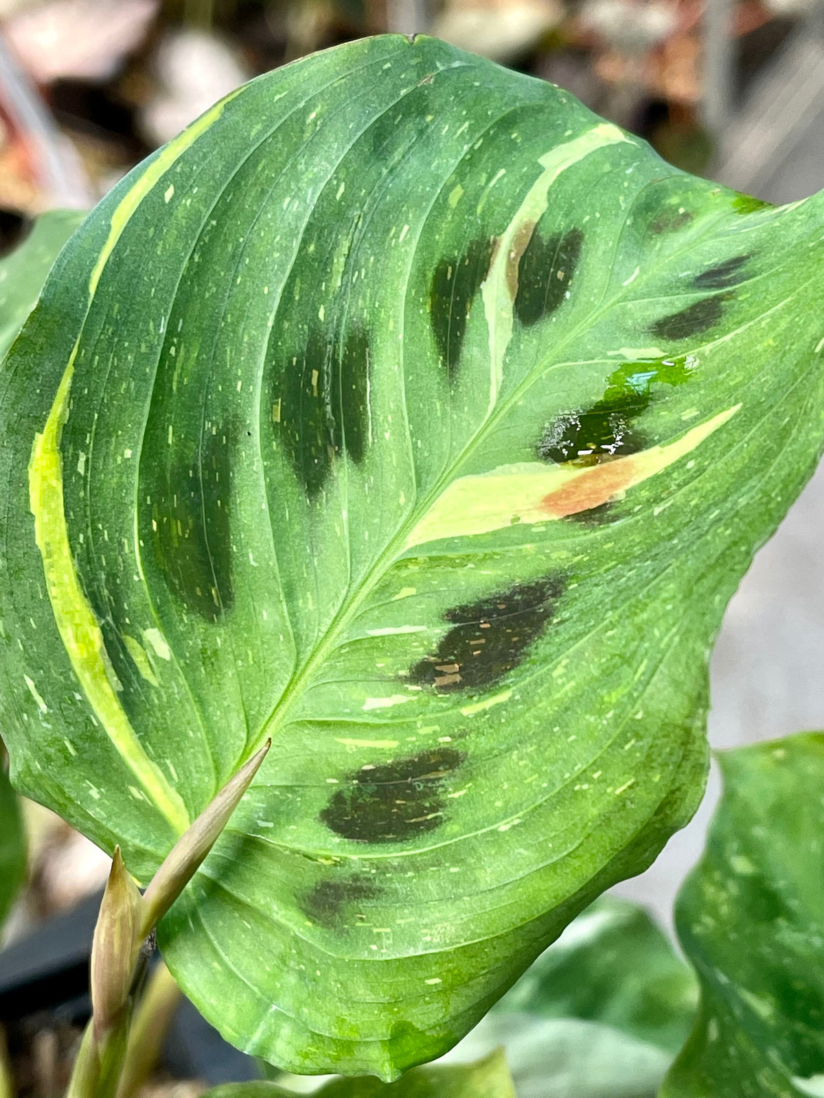 Variegated Green Maranta
