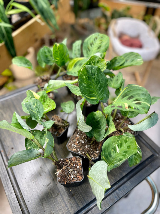 Variegated Green Maranta
