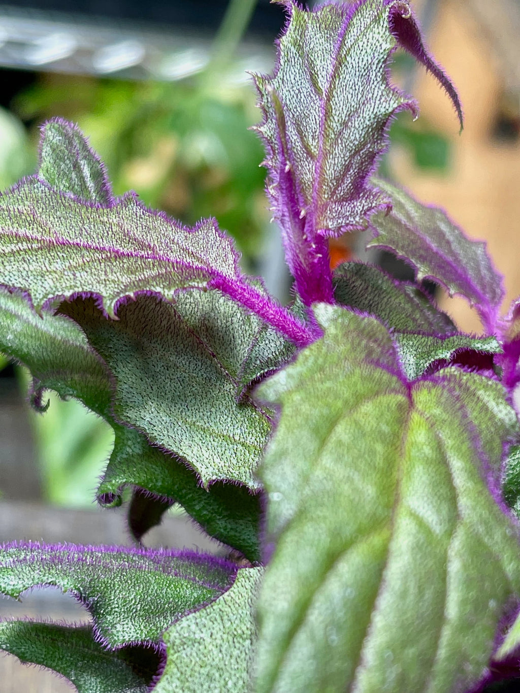 Gynura Aurantiaca Purple Passion