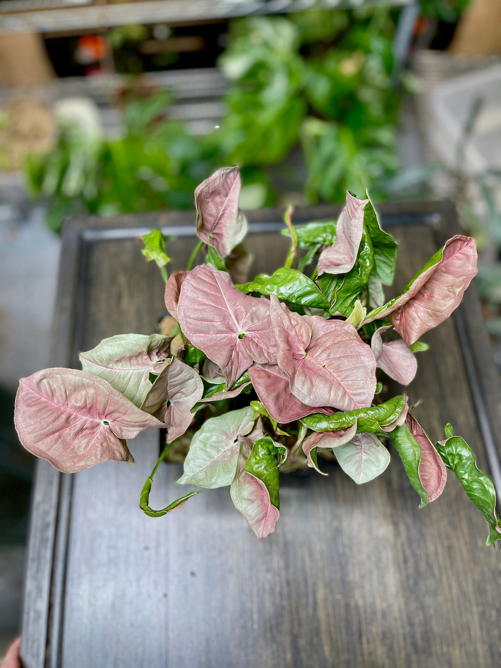 Syngonium Pink Allusion