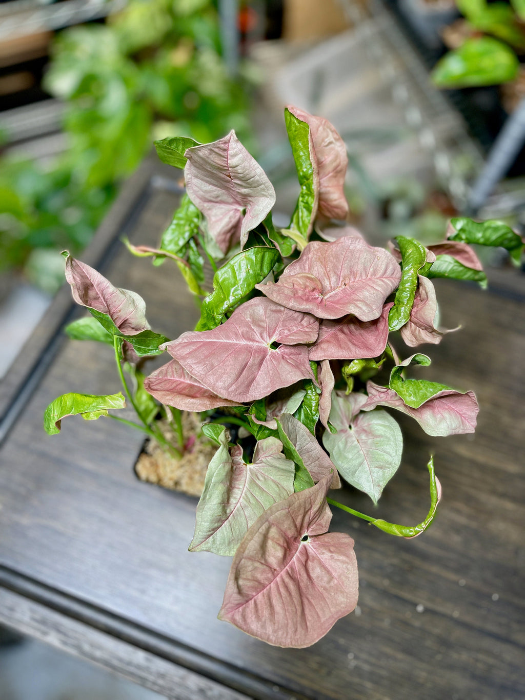 Syngonium Pink Allusion