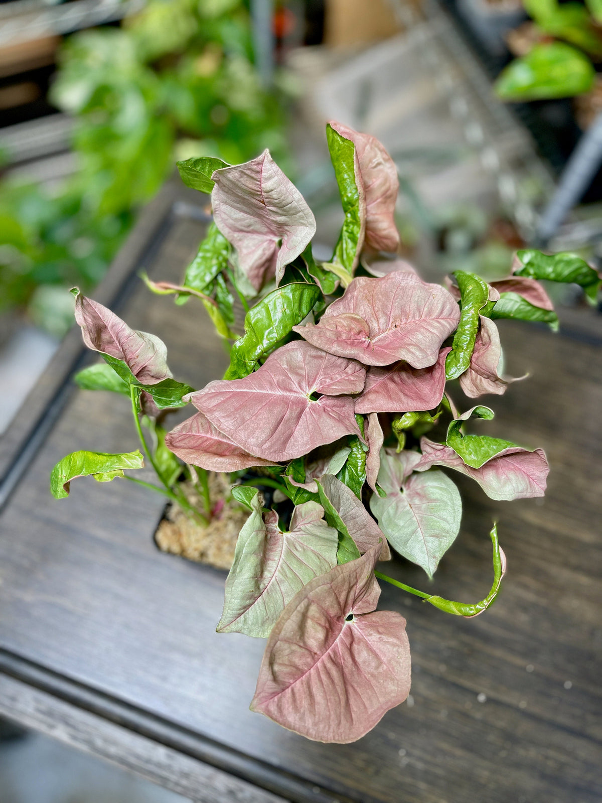 Syngonium Pink Allusion