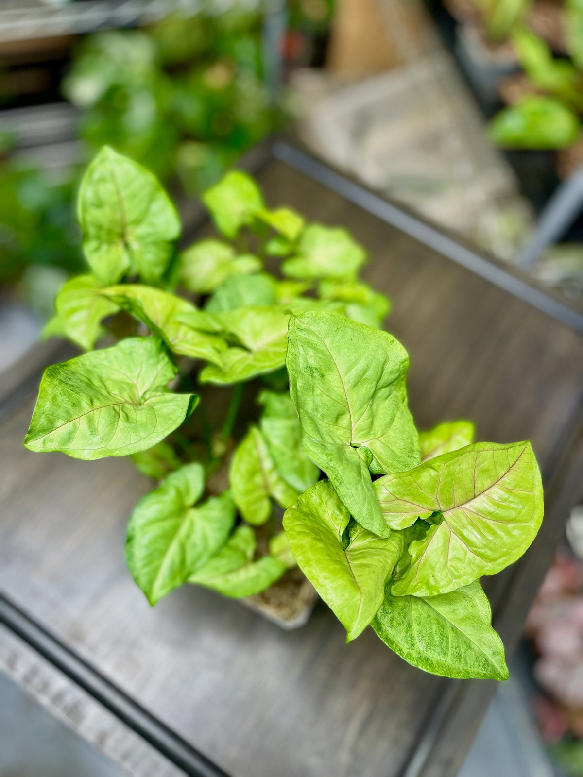 Syngonium Berry Allusion