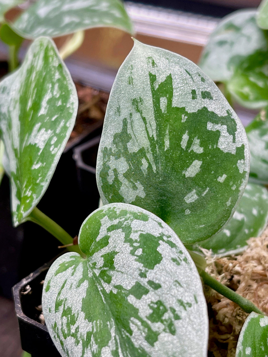 Scindapsus Pictus Silvery Ann