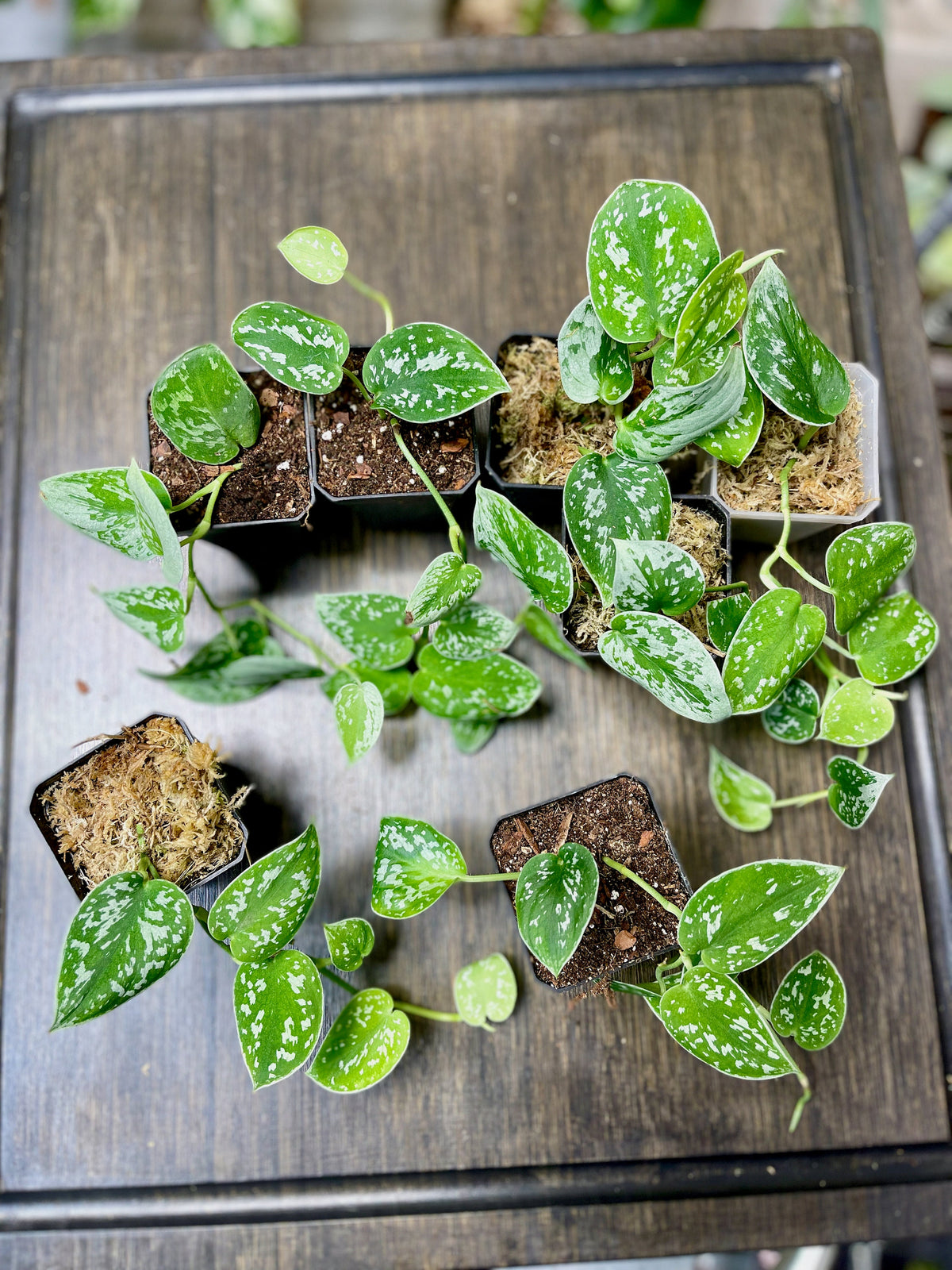 Scindapsus Pictus Silvery Ann