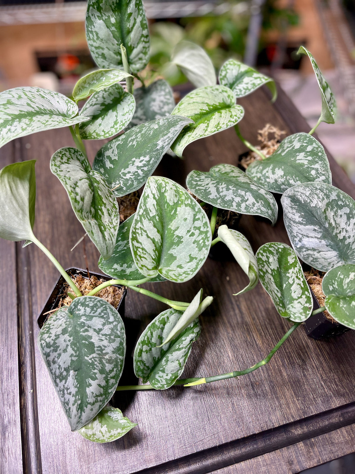 Scindapsus Pictus Exotica