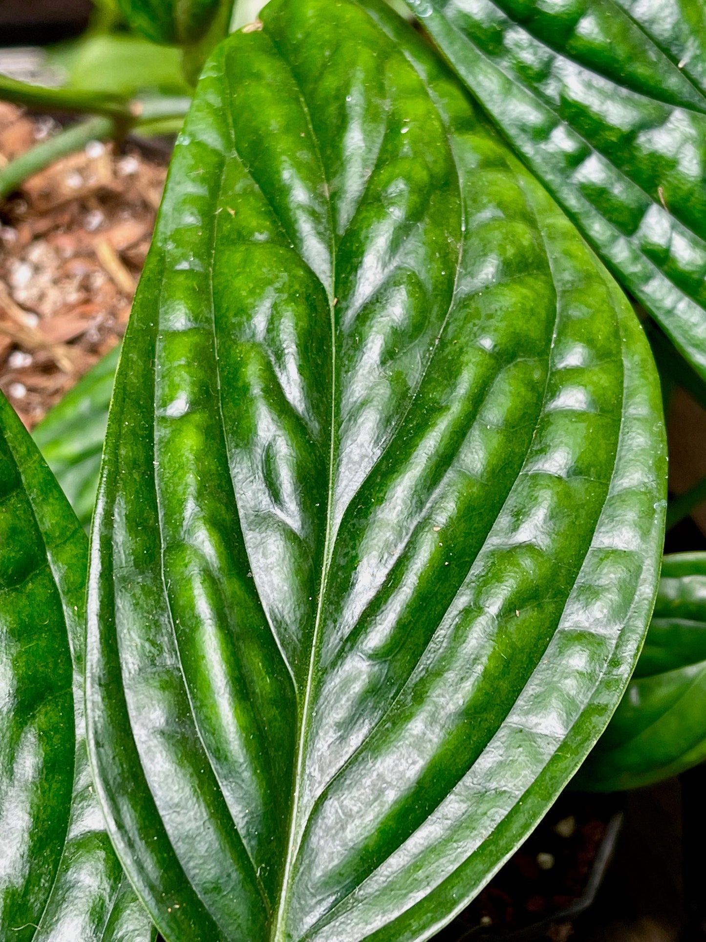 Monstera Peru