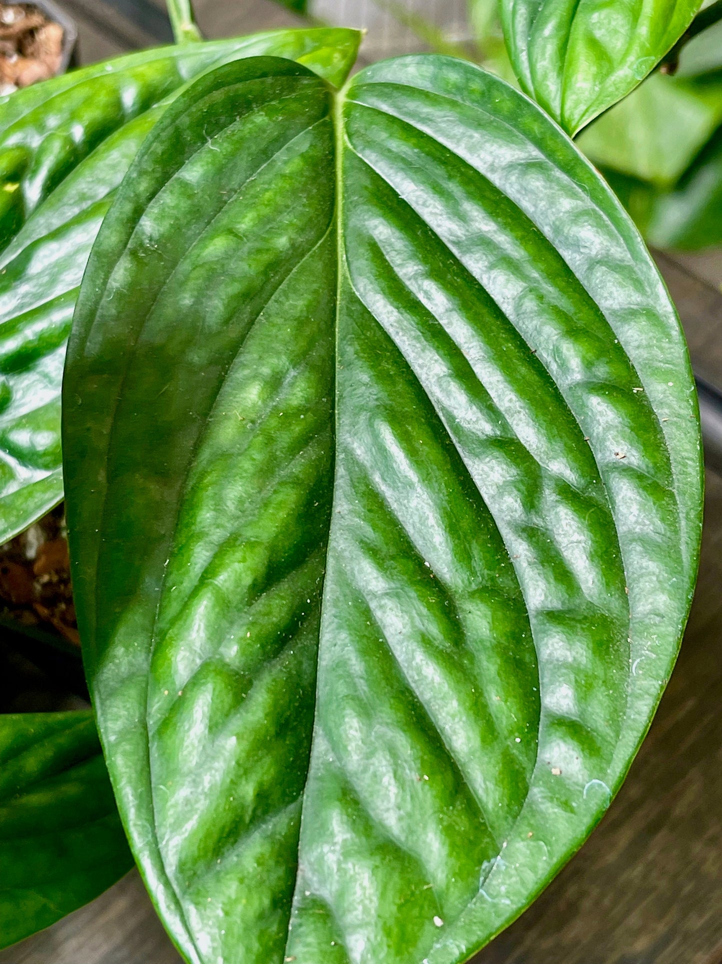 Monstera Peru