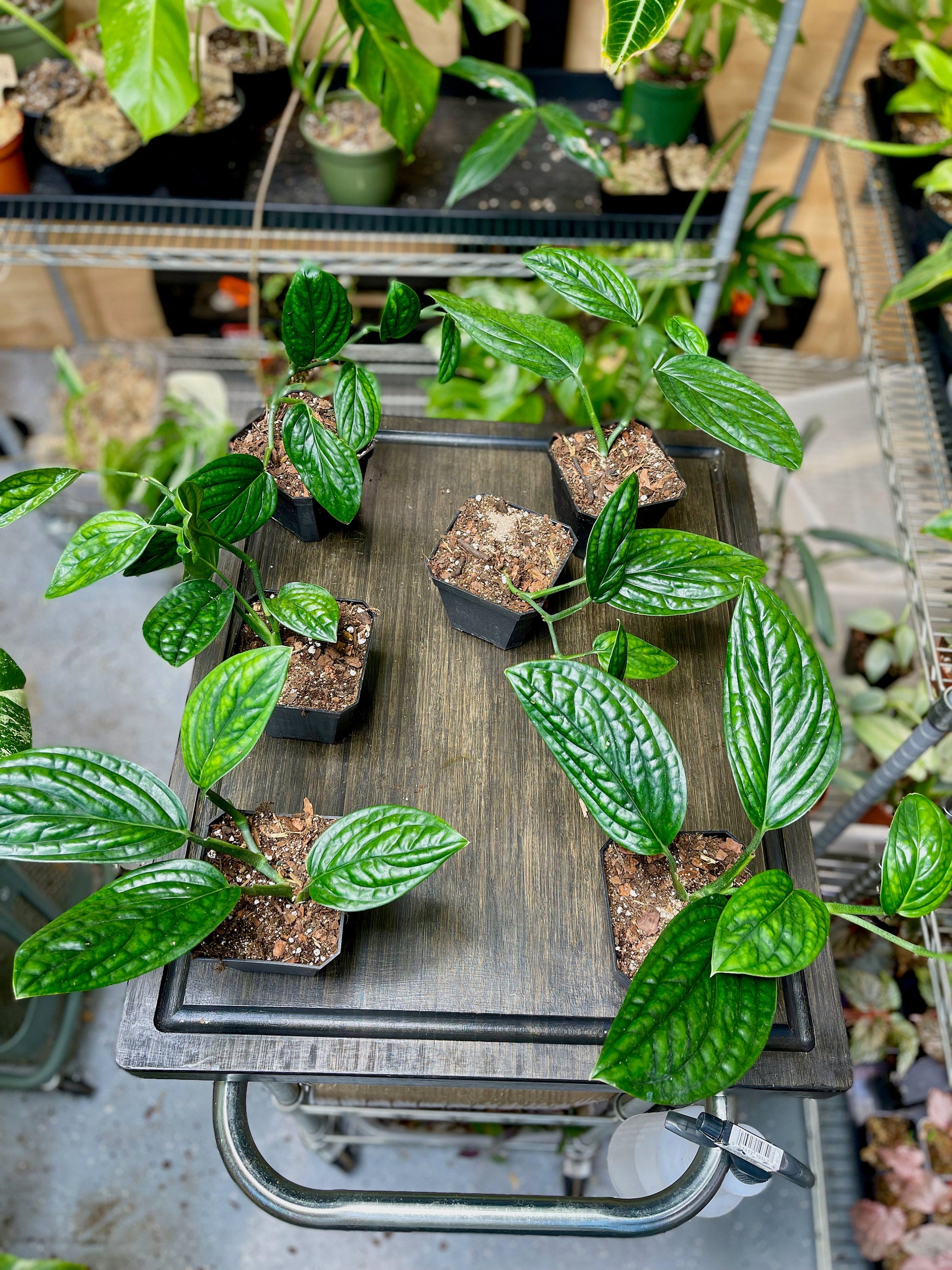monstera peru for sale Monstera Peru – NurseryRx