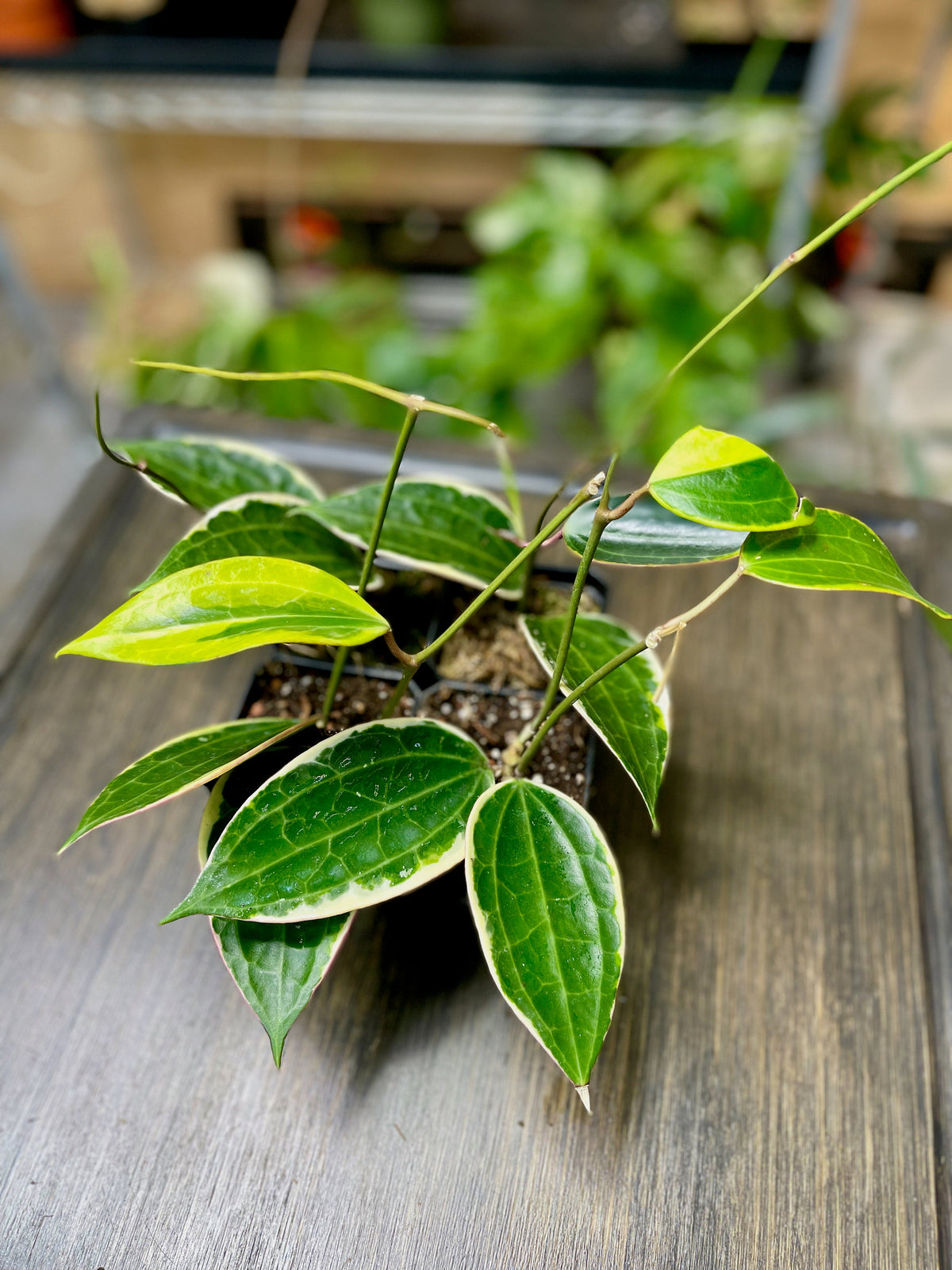 Hoya Macrophylla