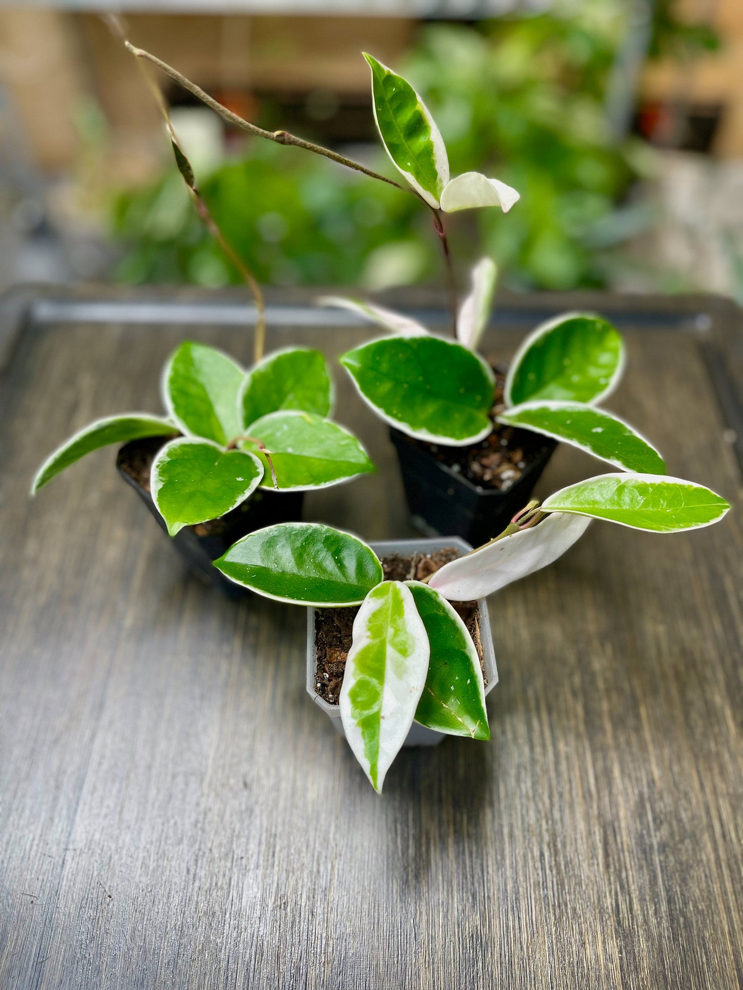 Hoya Carnosa Krimson Queen