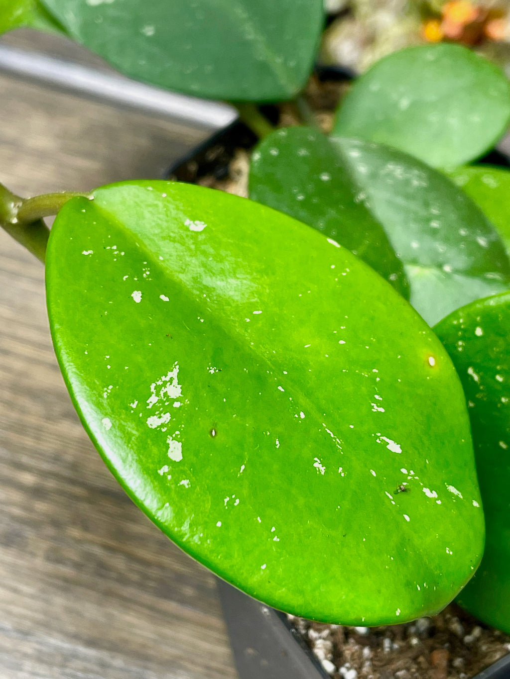 Hoya Obovata Splash