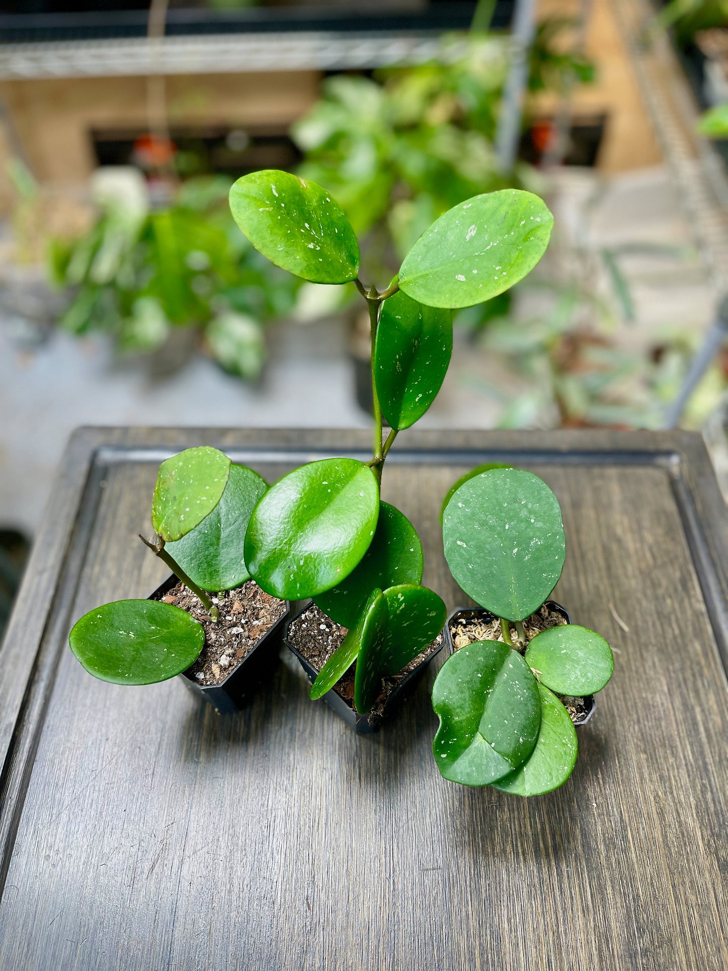 Hoya Obovata Splash