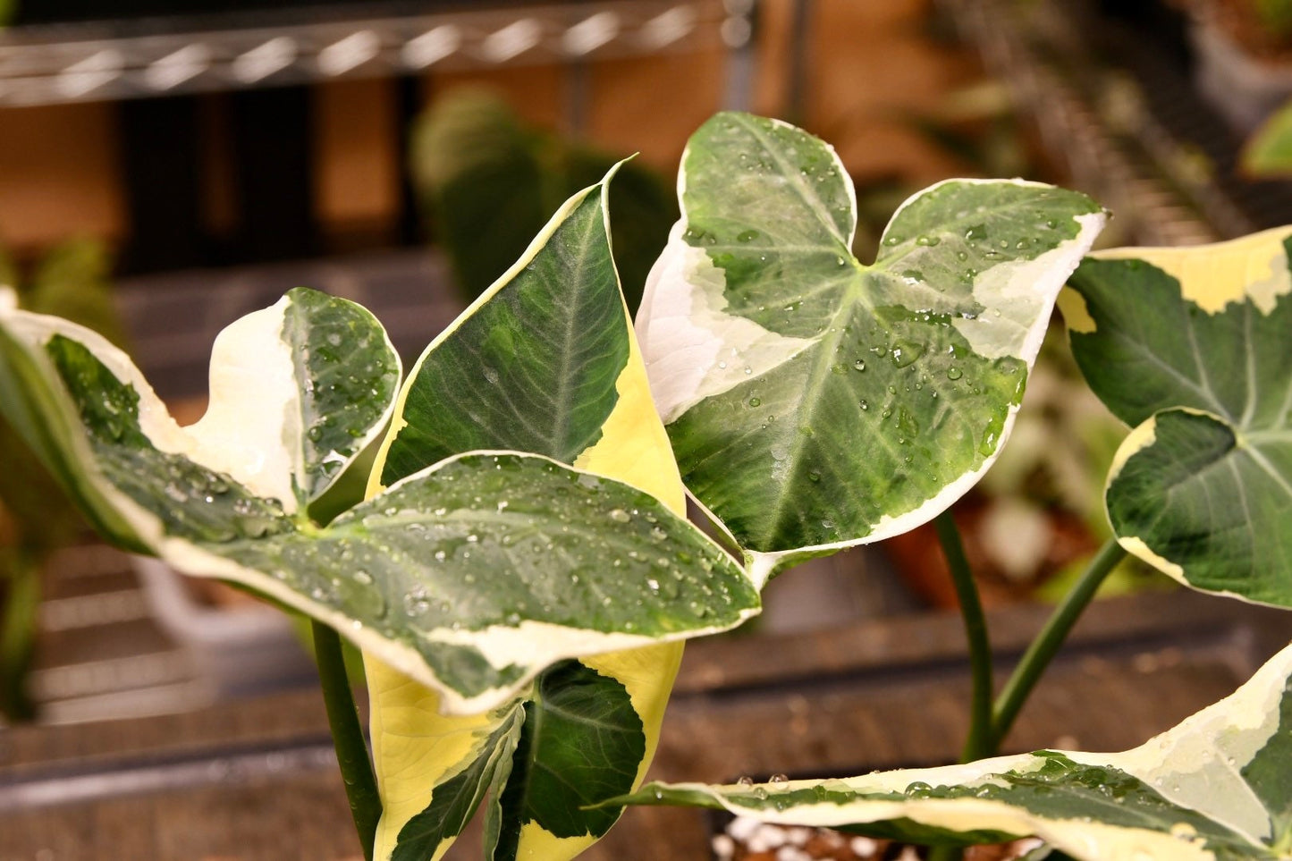 Alocasia Xanthosoma Mickey Mouse