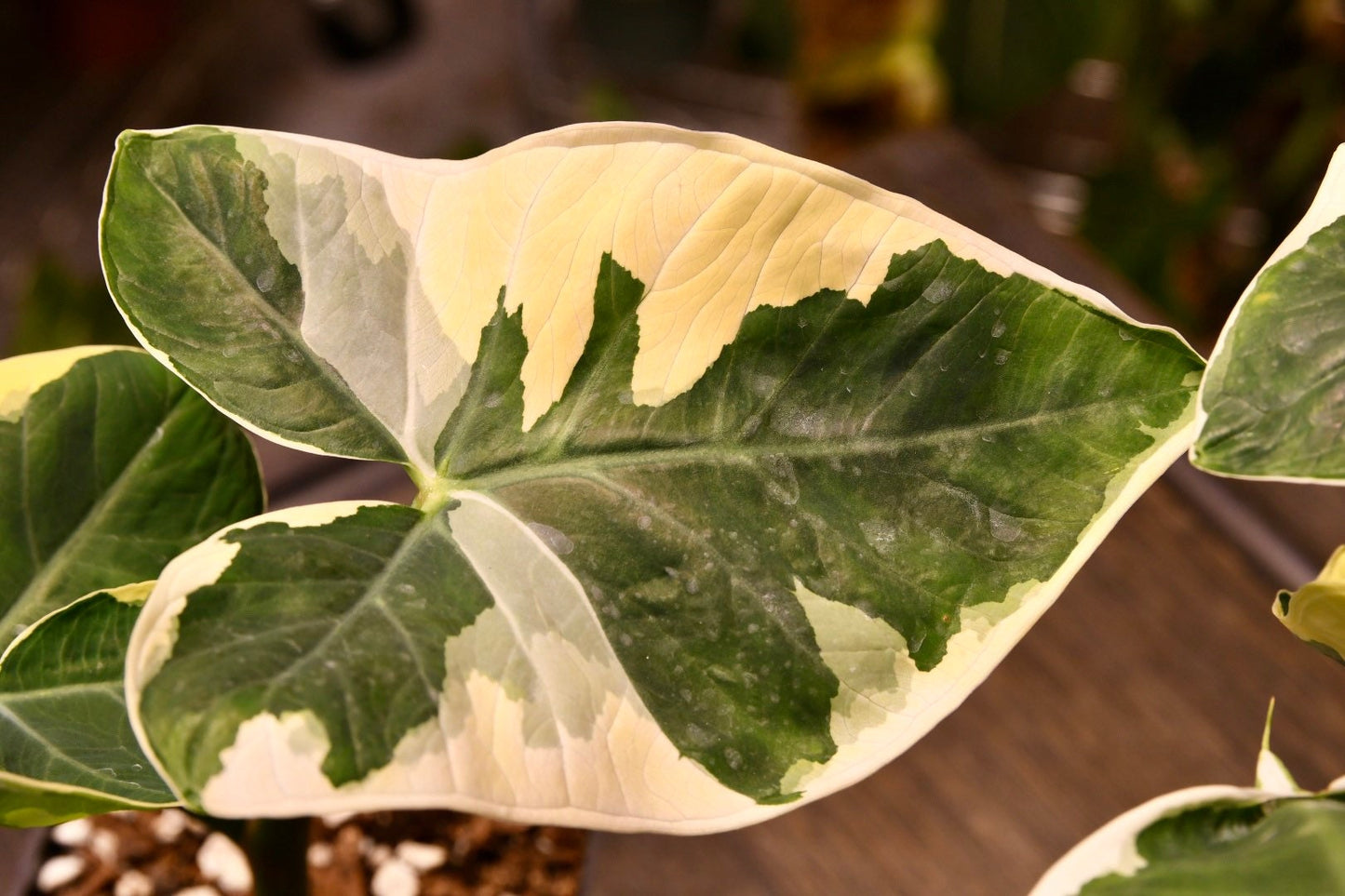 Alocasia Xanthosoma Mickey Mouse